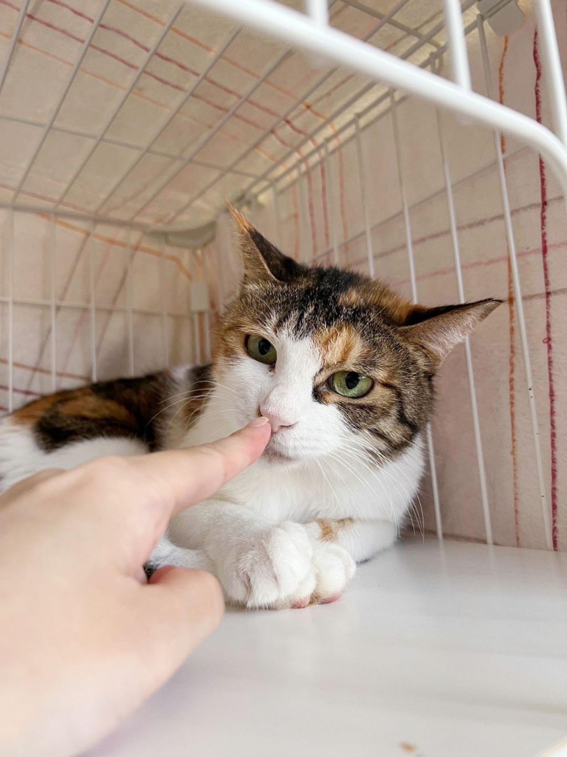 pet-image-4