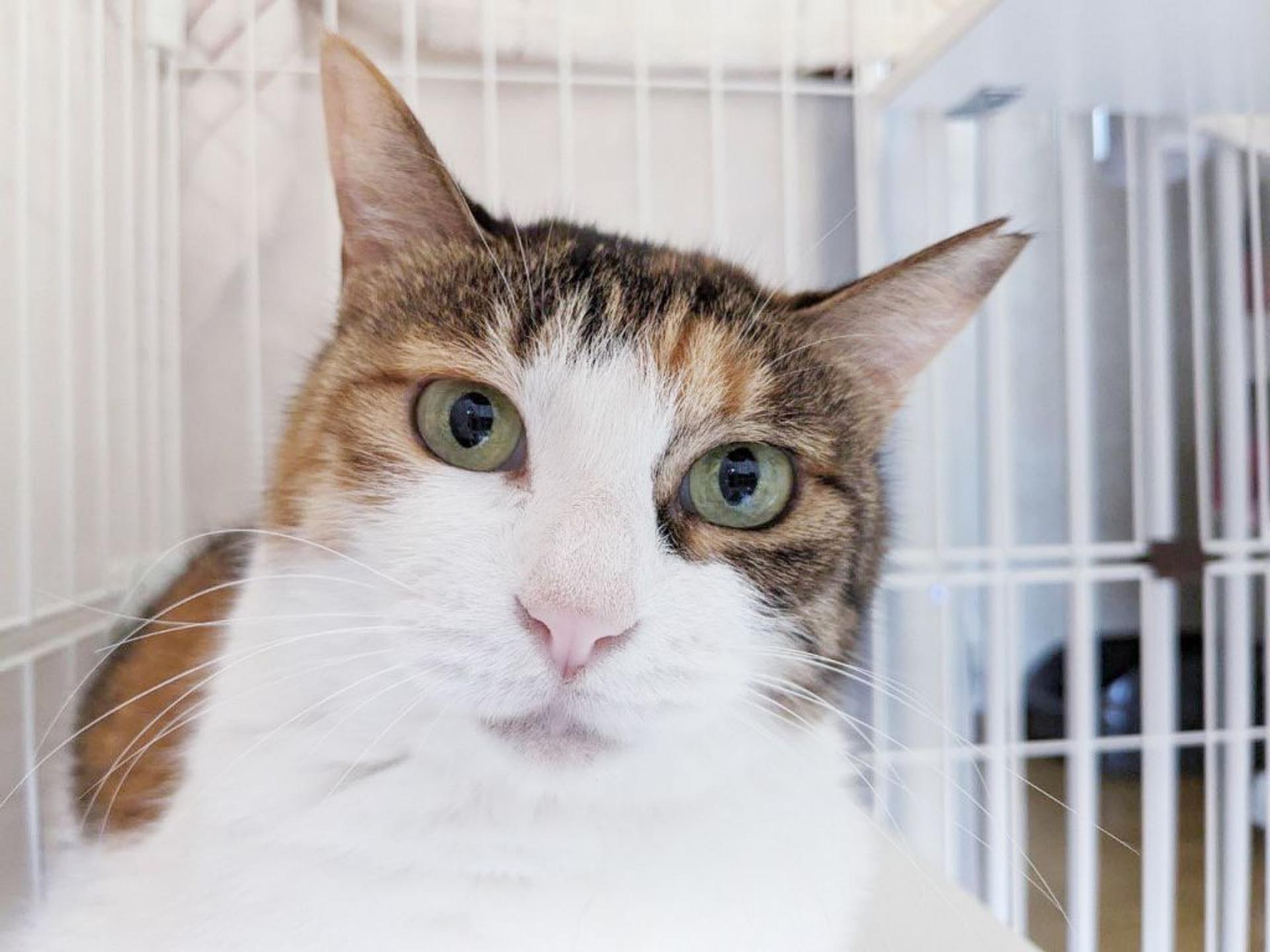 pet-image-5