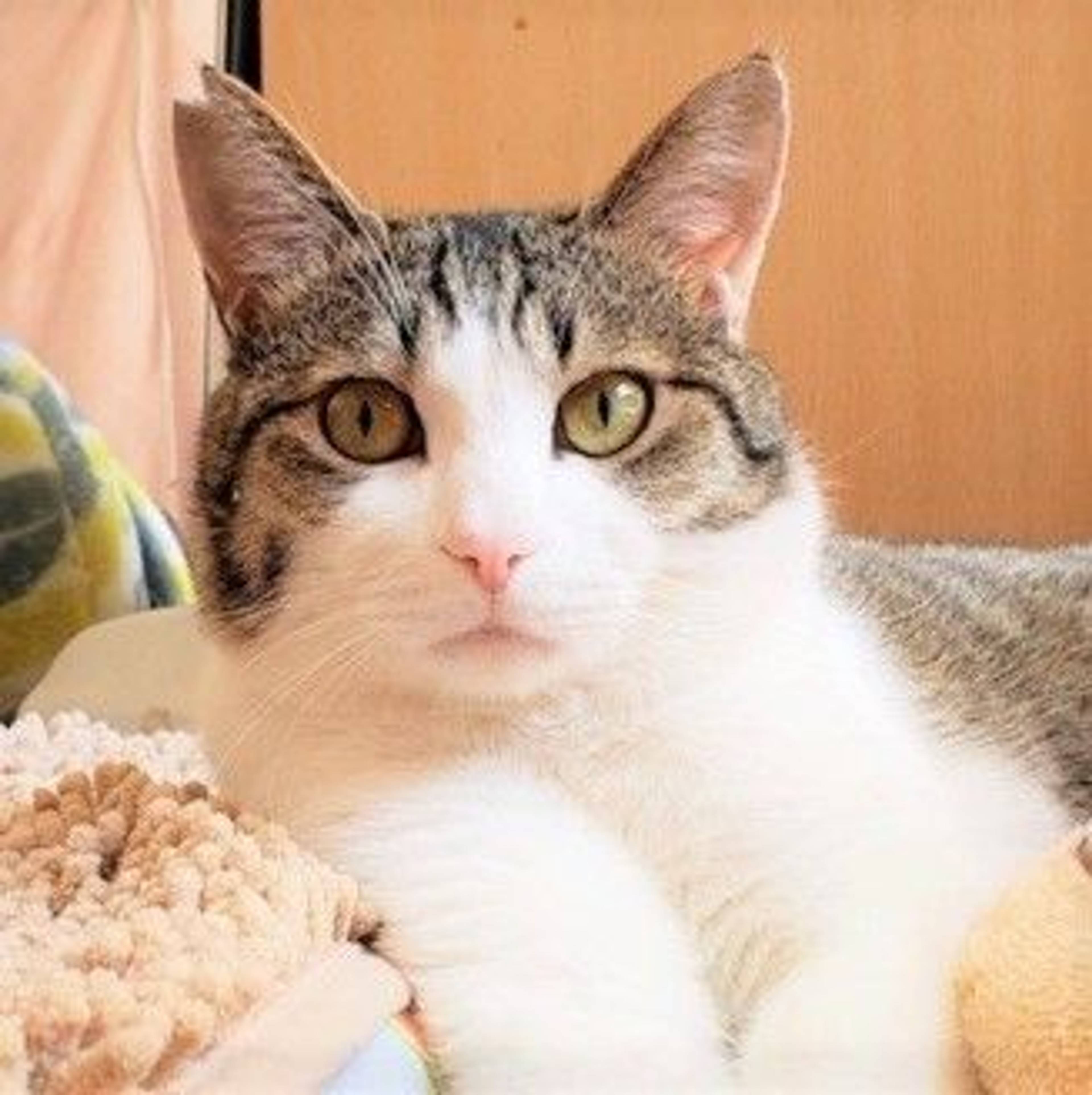 雑種（ミックス猫）・オスの里親募集の写真
