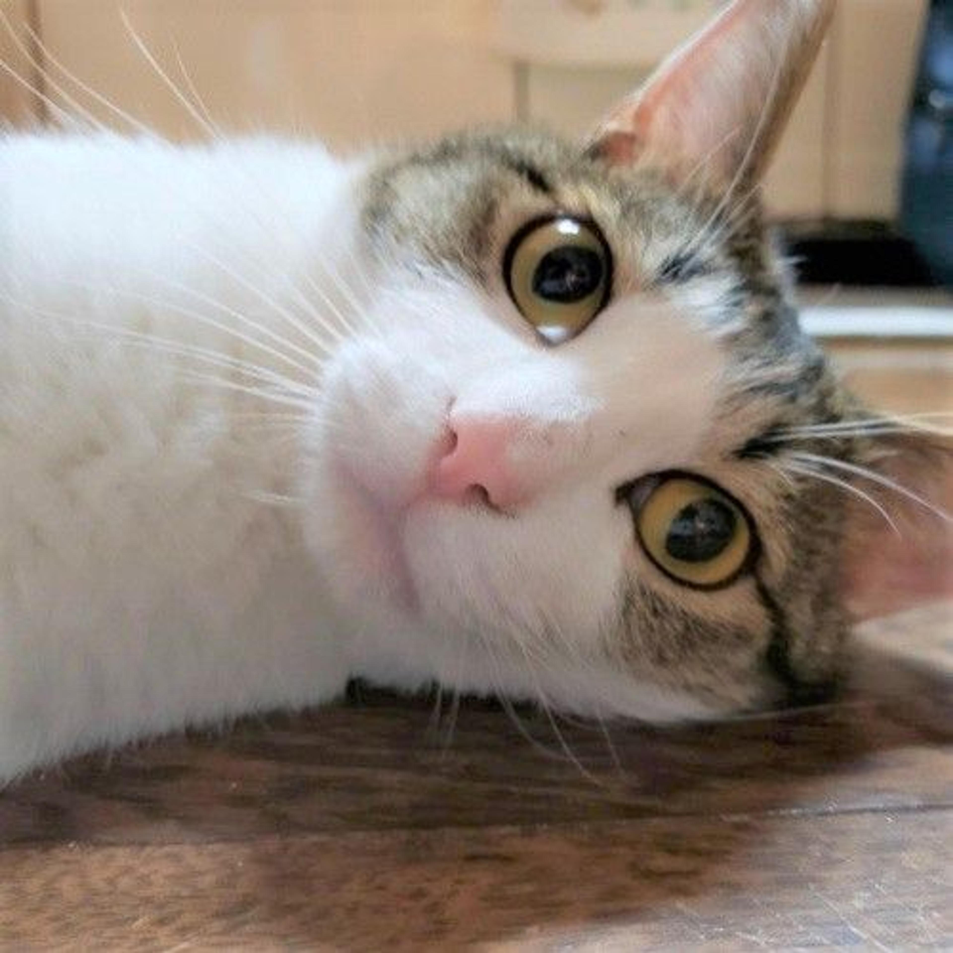 pet-image-3