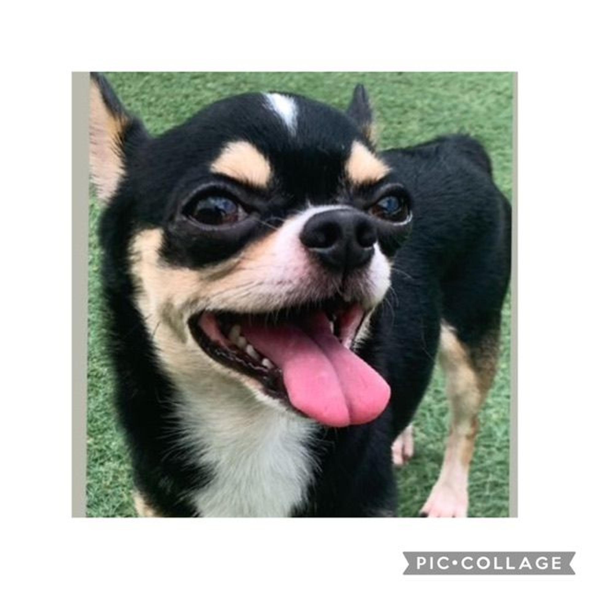 pet-image-2