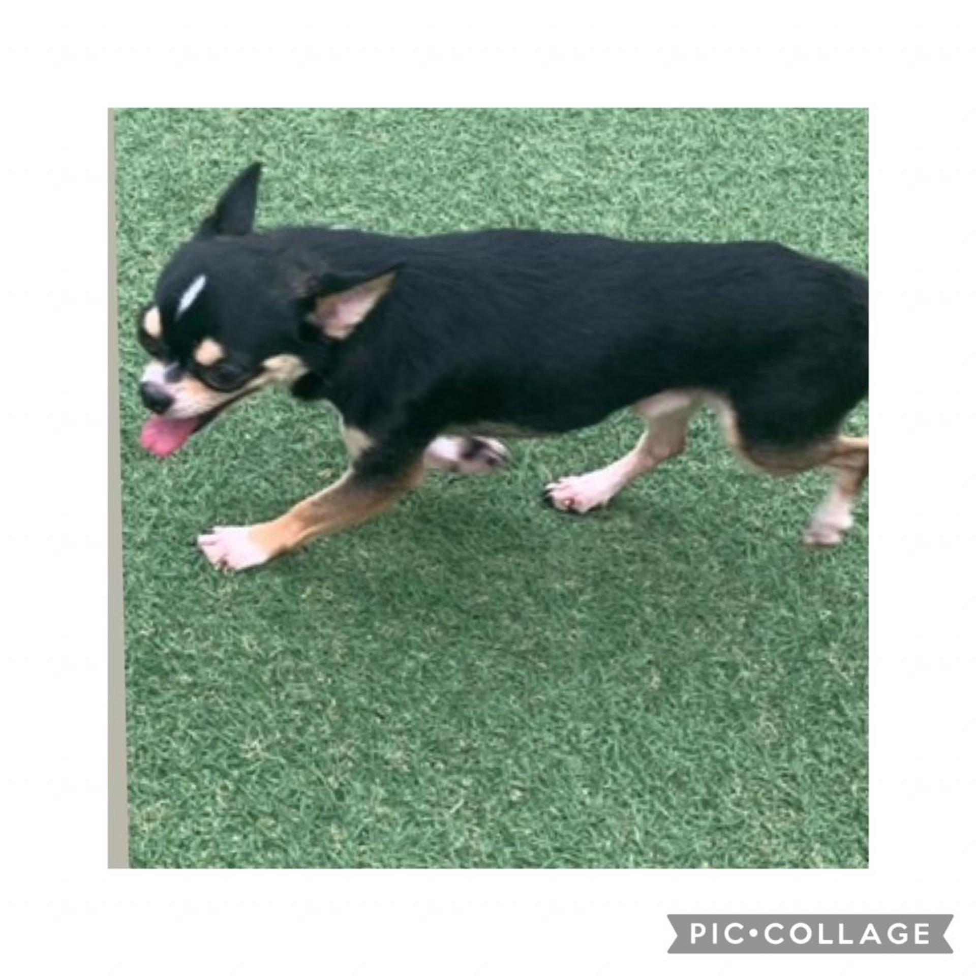 pet-image-4