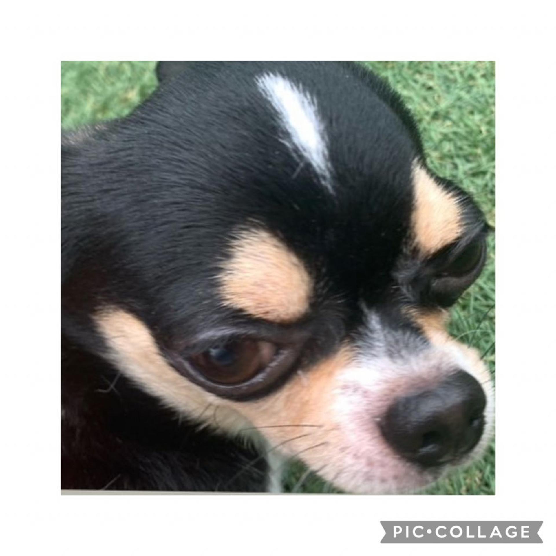 pet-image-5