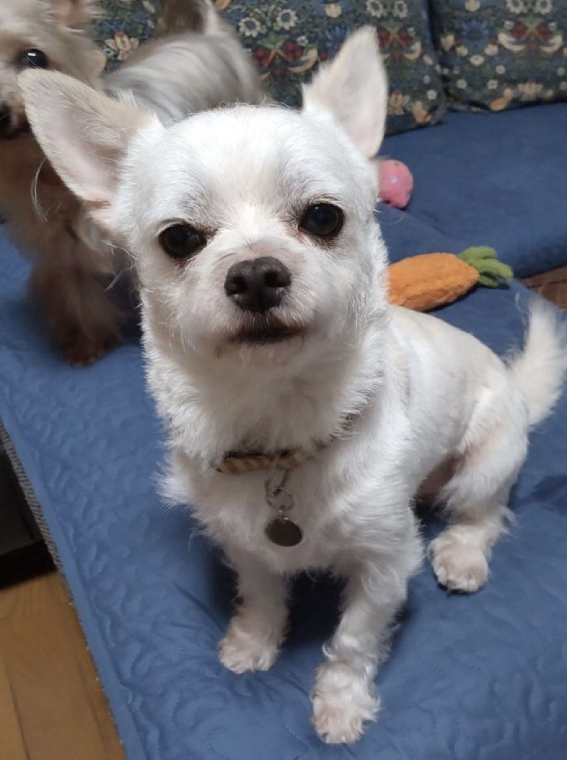 雑種（ミックス犬）・オスの里親募集の写真