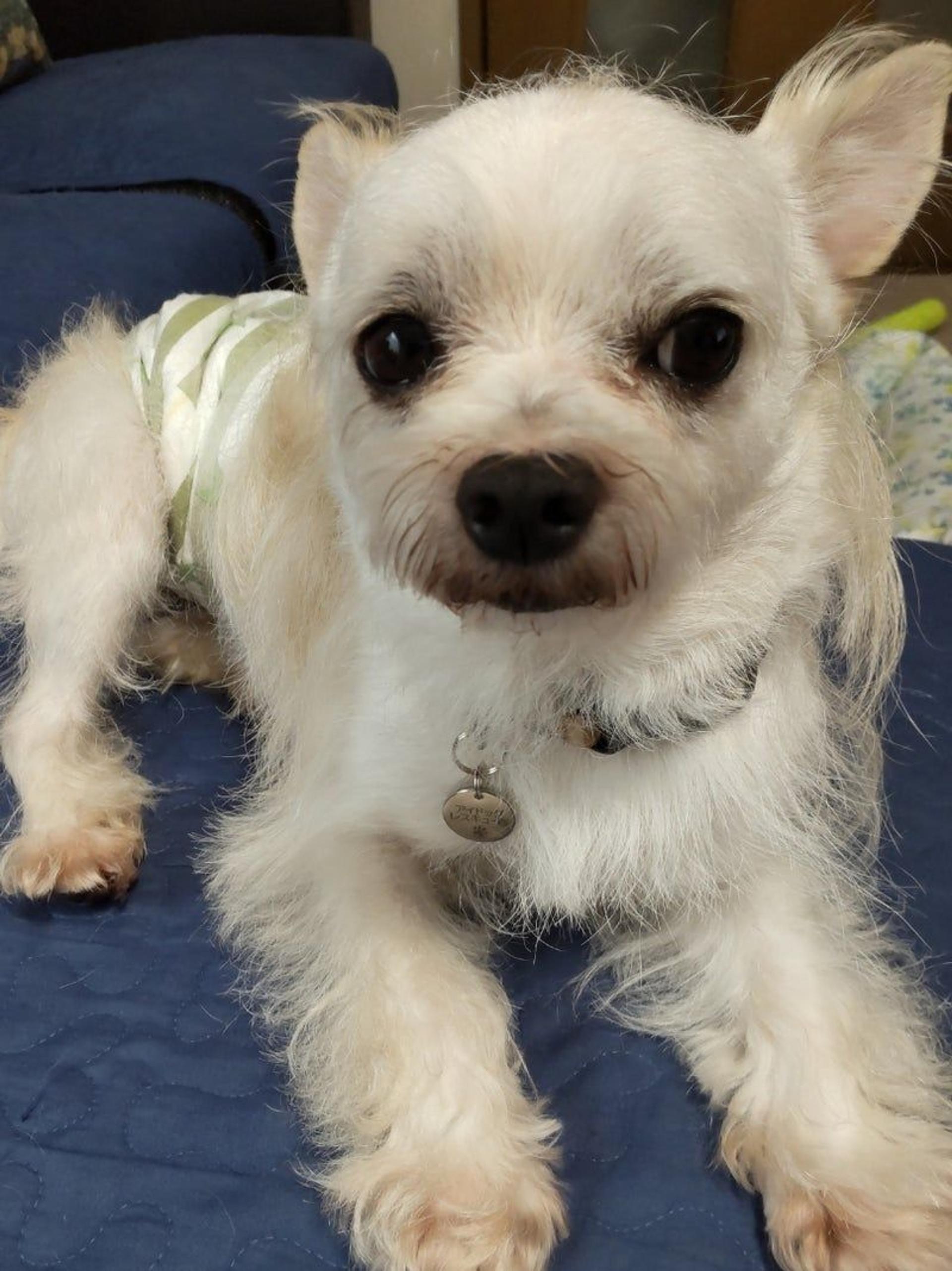 pet-image-3
