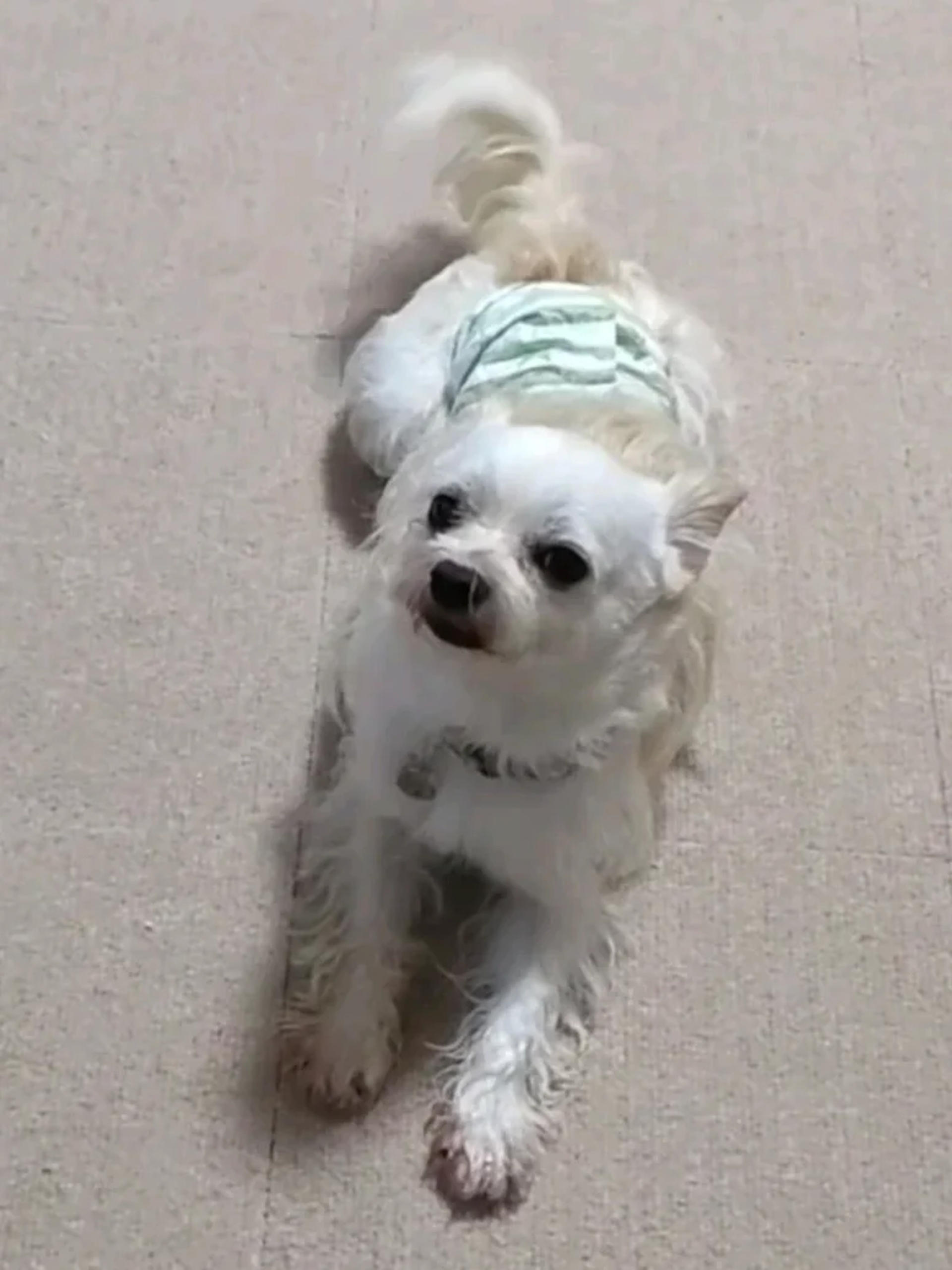 pet-image-4