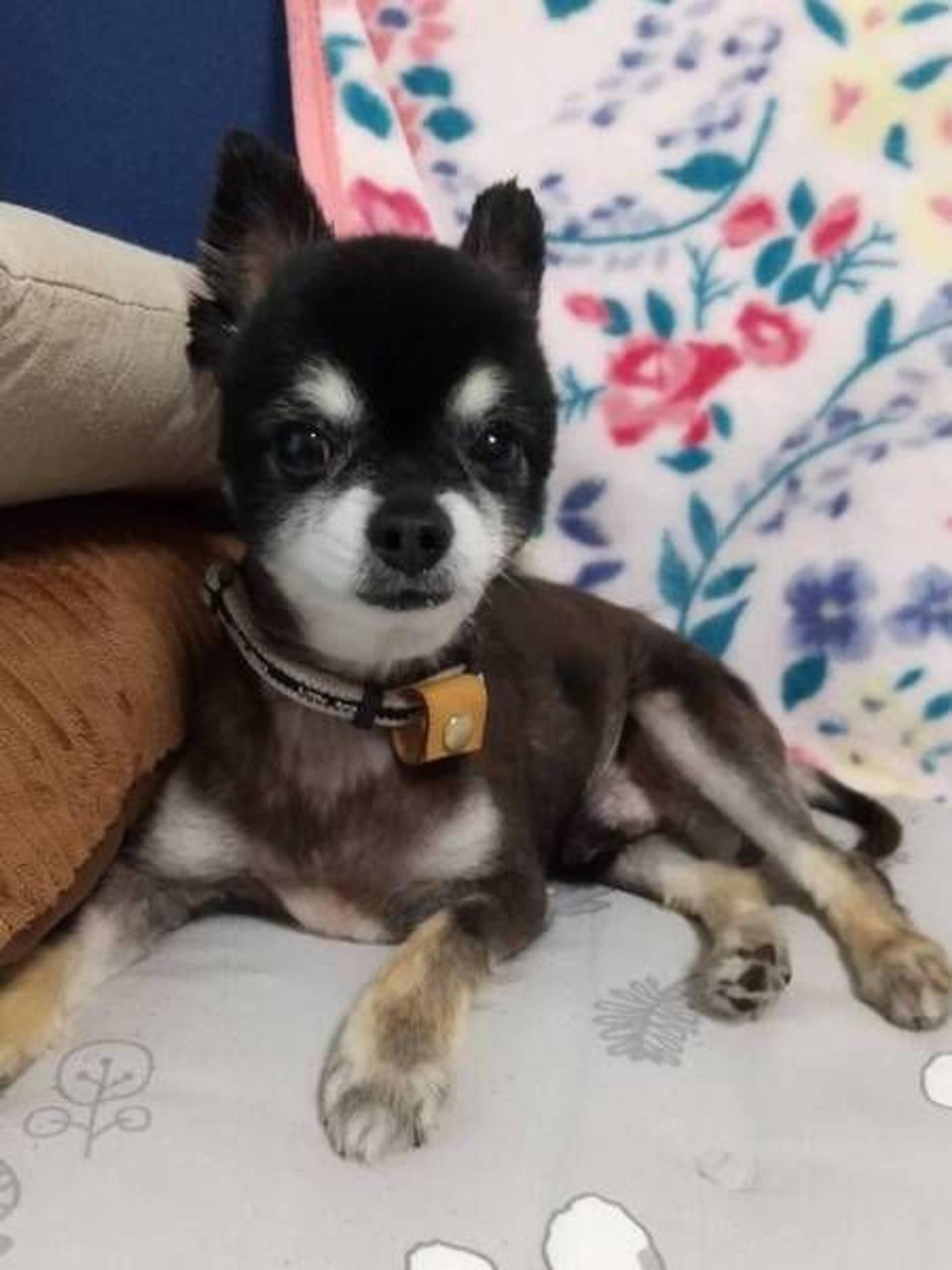 pet-image-3