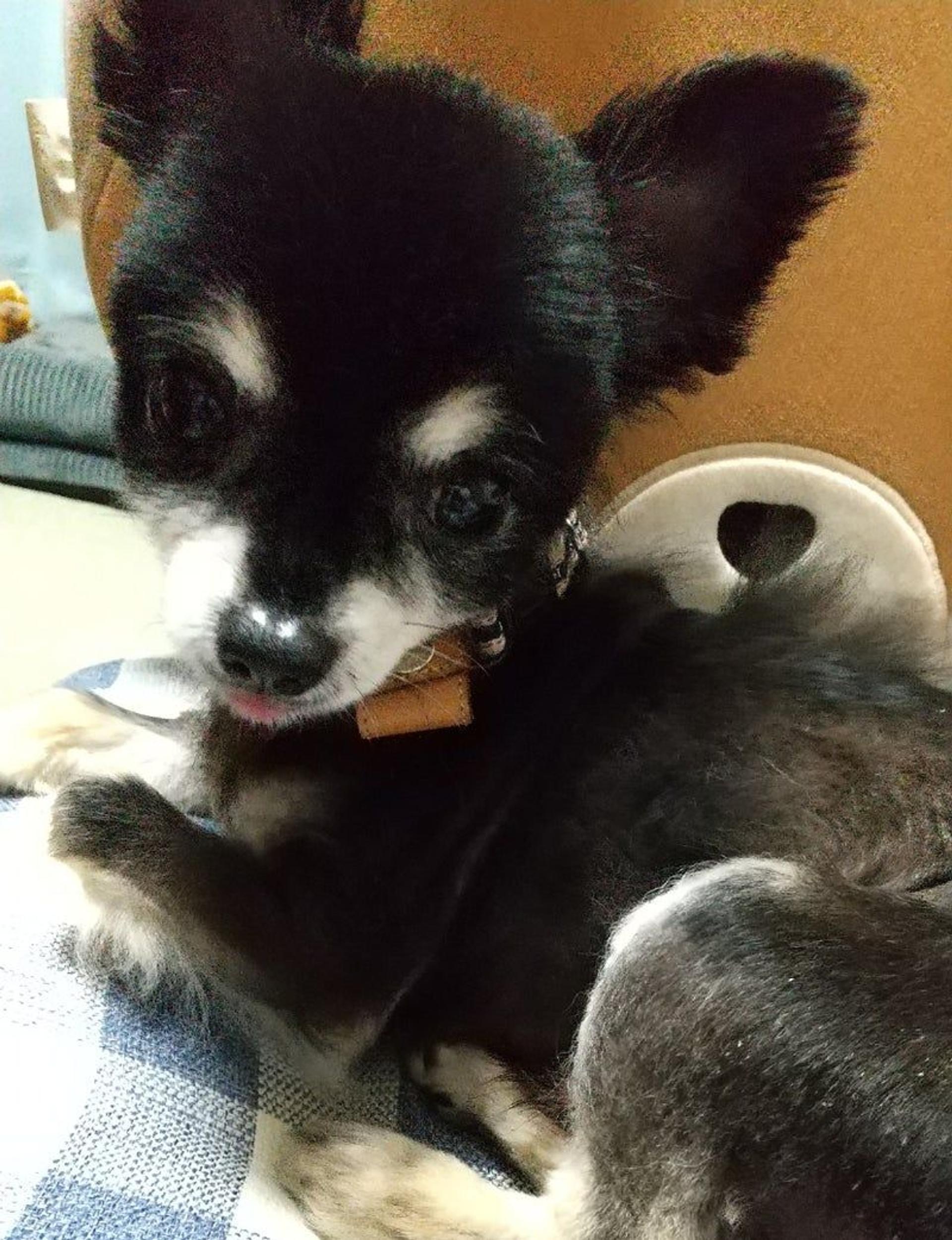 pet-image-5