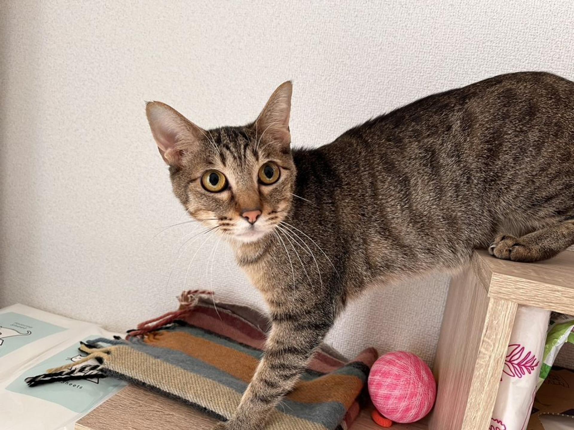 pet-image-2
