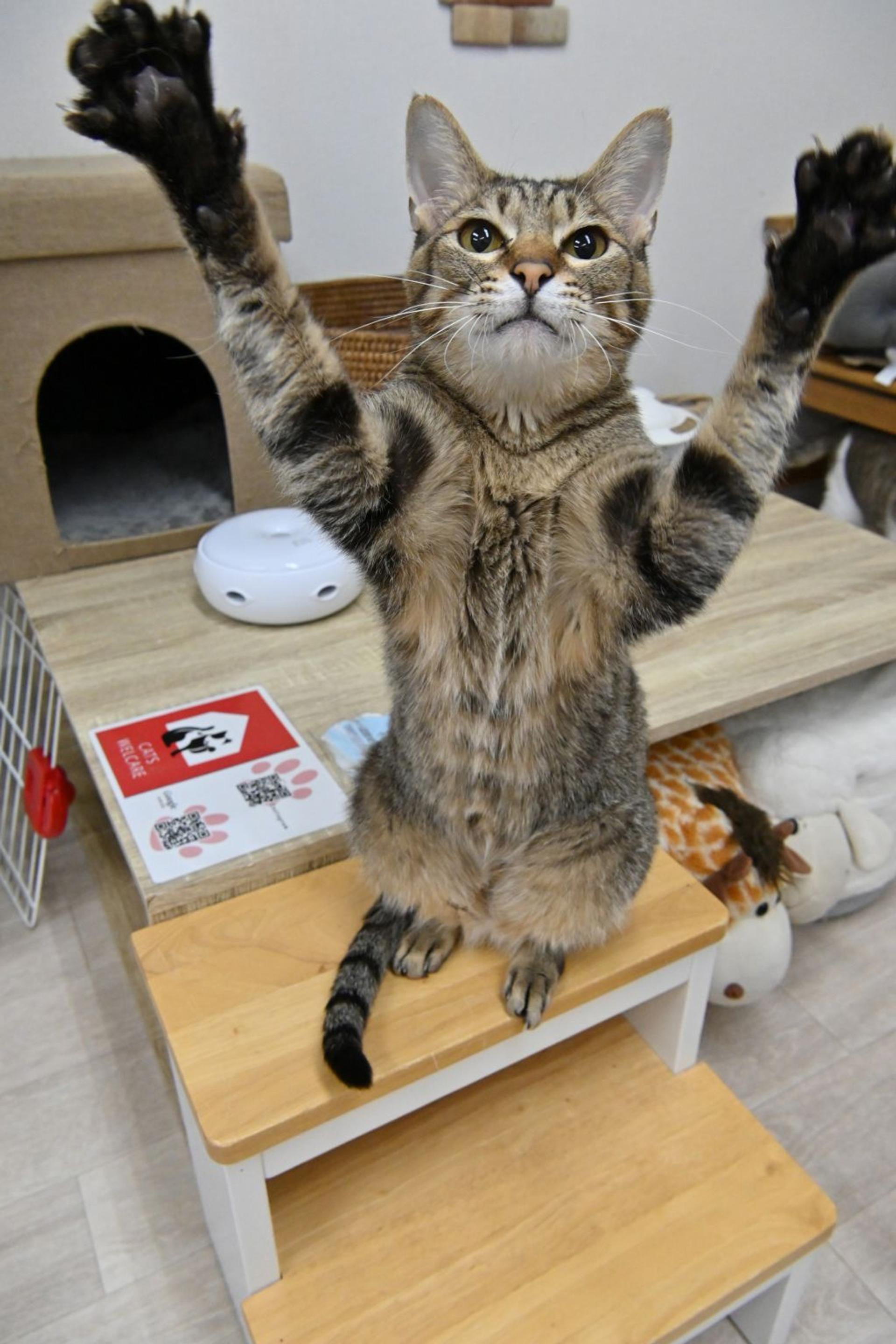 pet-image-3