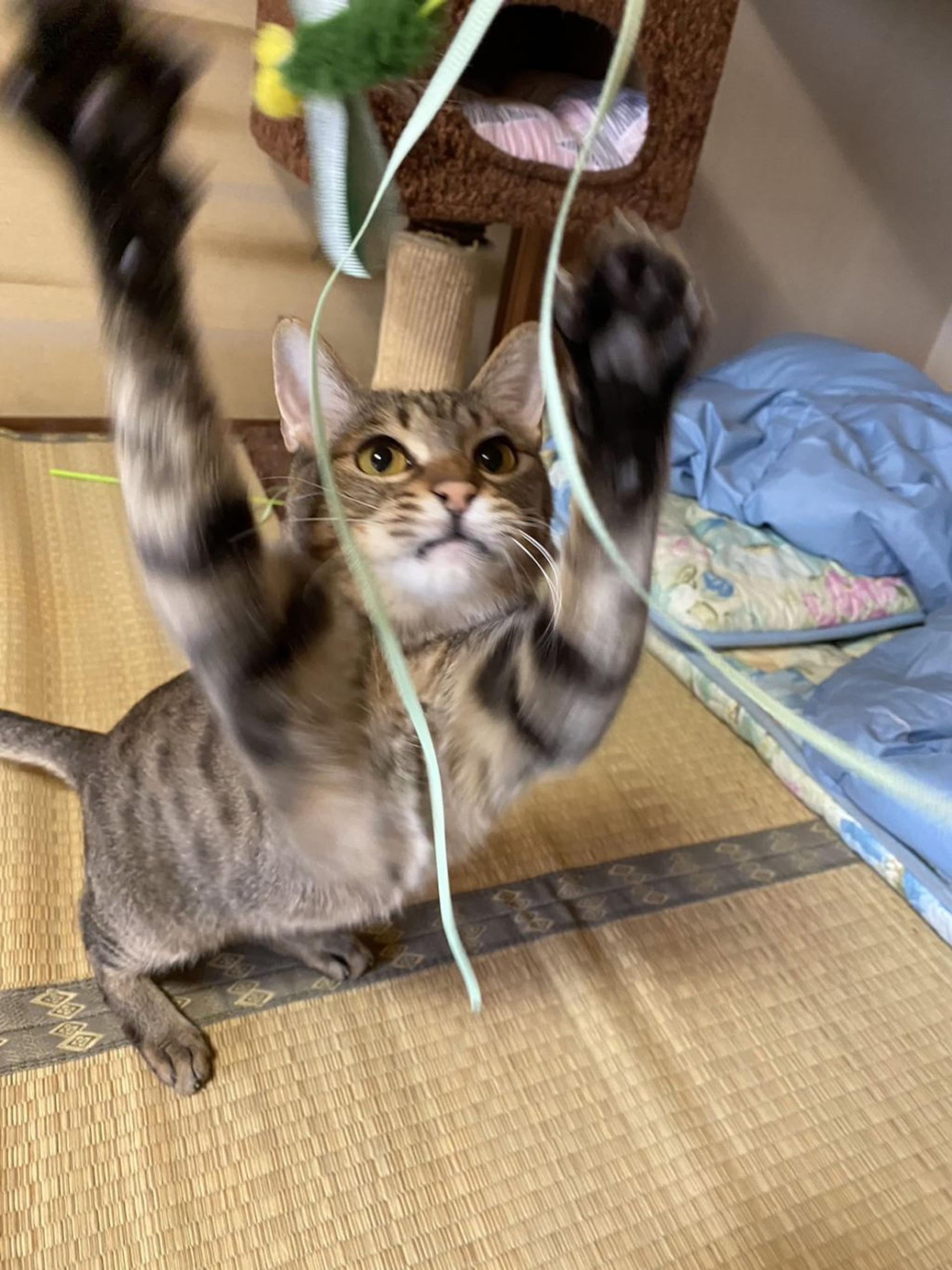 pet-image-4