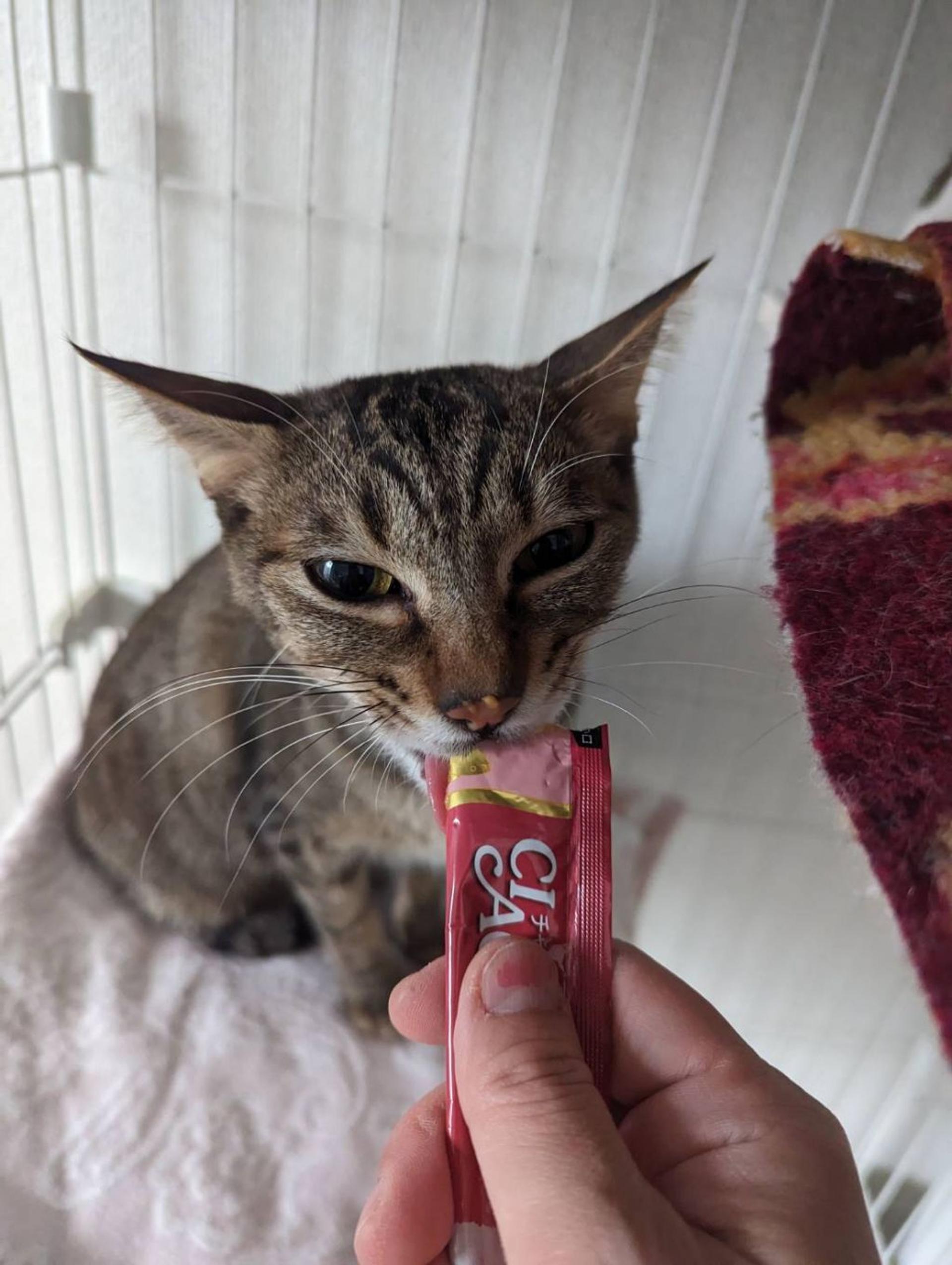 pet-image-5