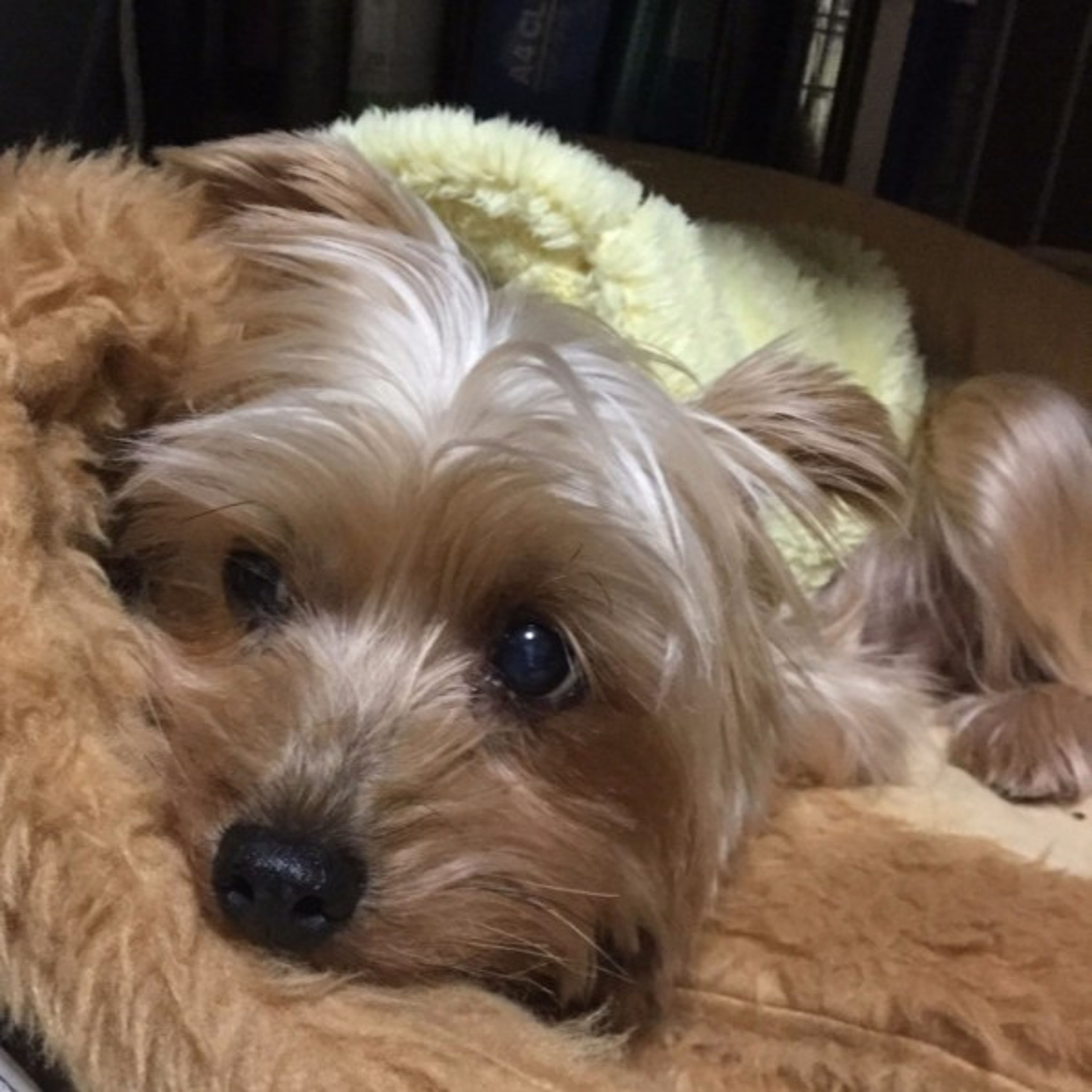 pet-image-2
