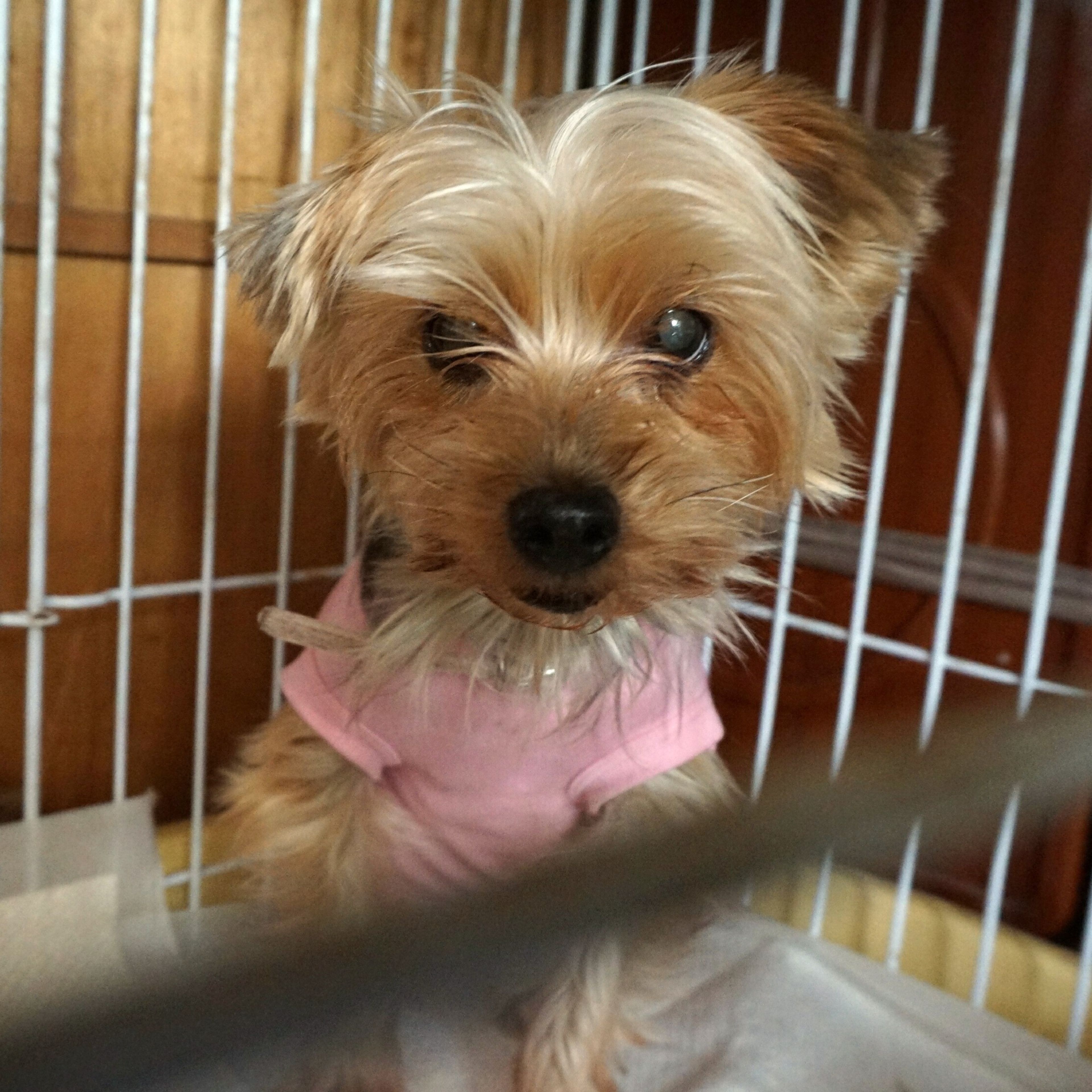 pet-image-3