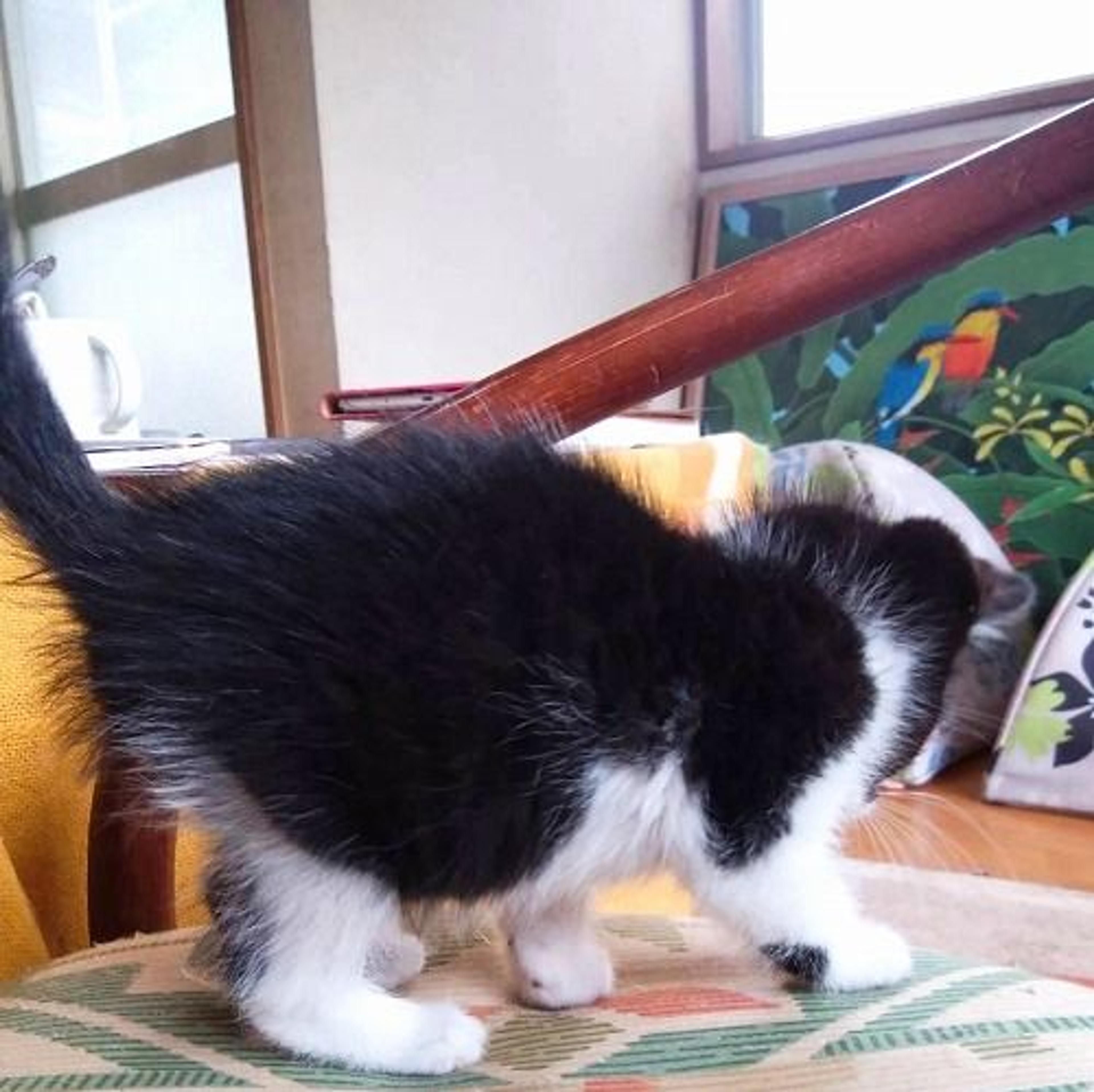 pet-image-3