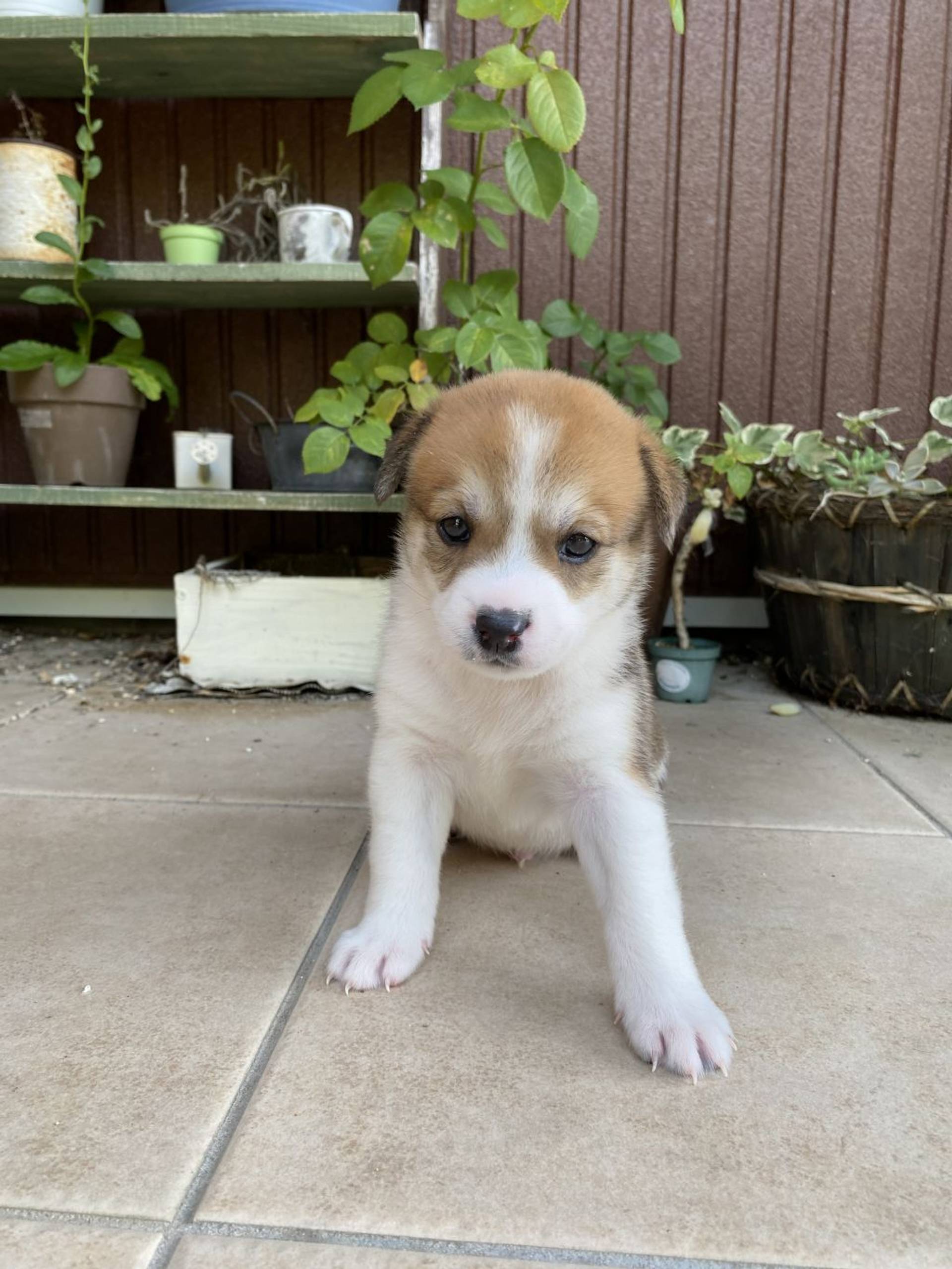 雑種（ミックス犬）・オスの里親募集の写真