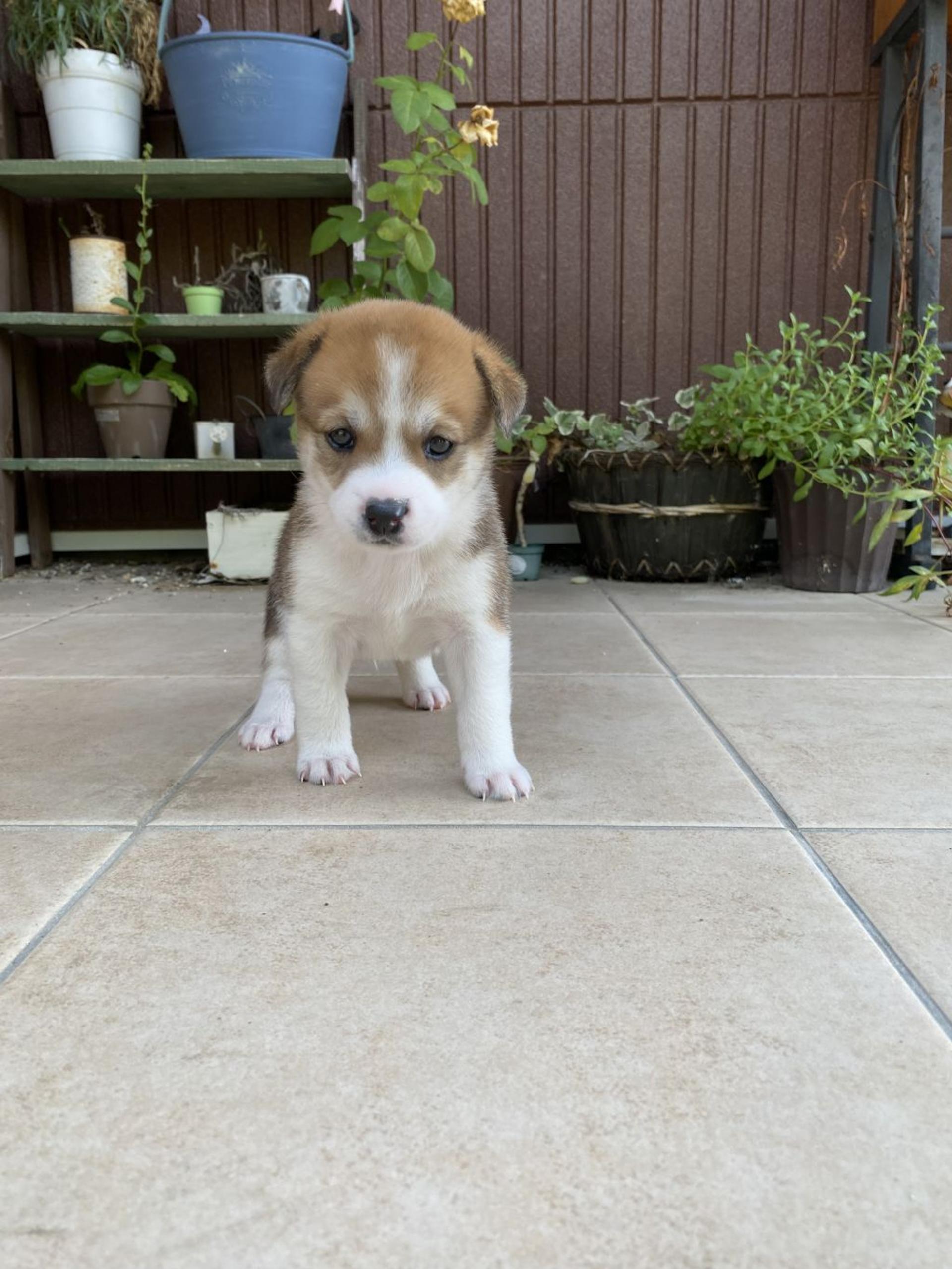 pet-image-2