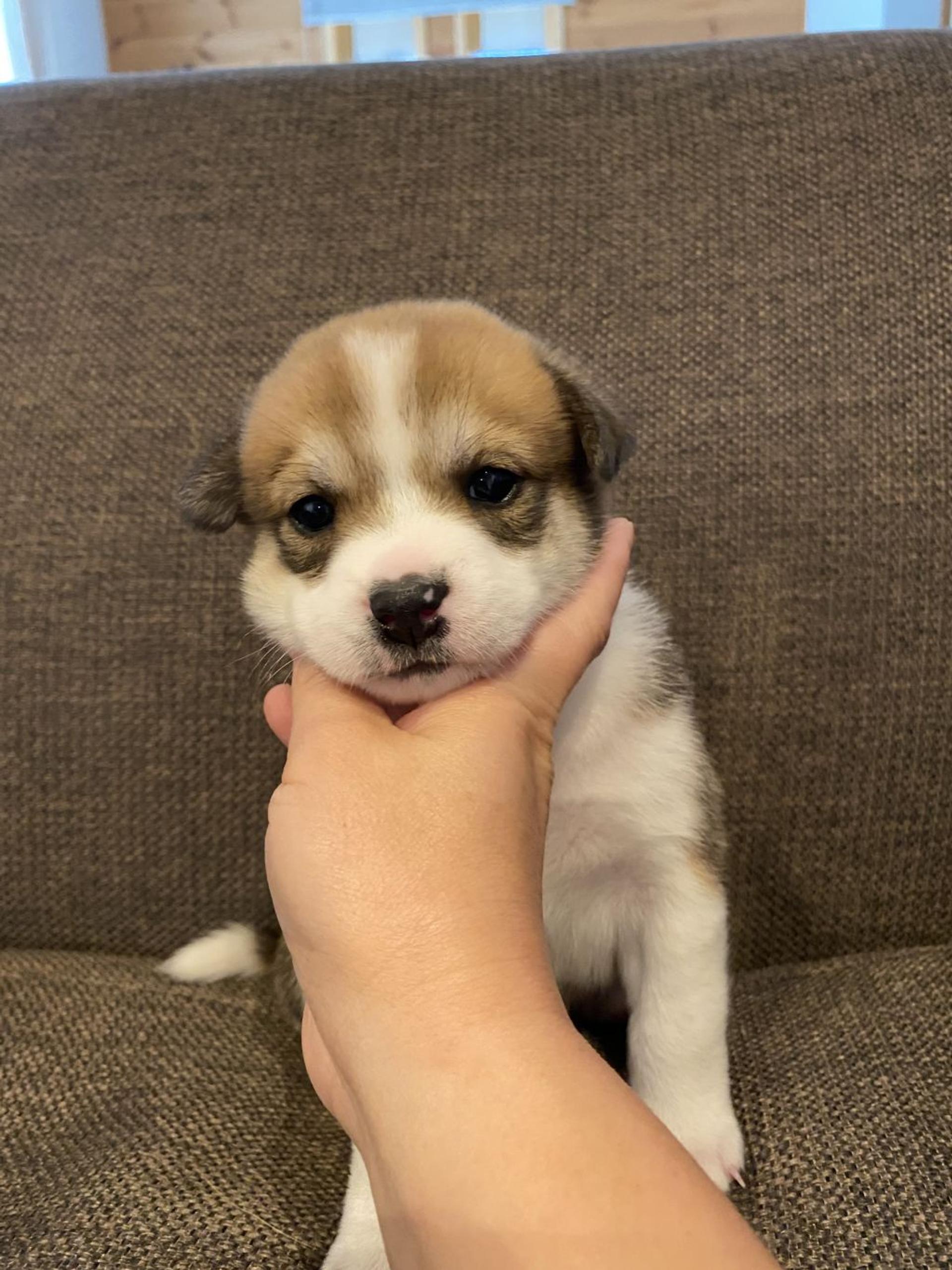 pet-image-3