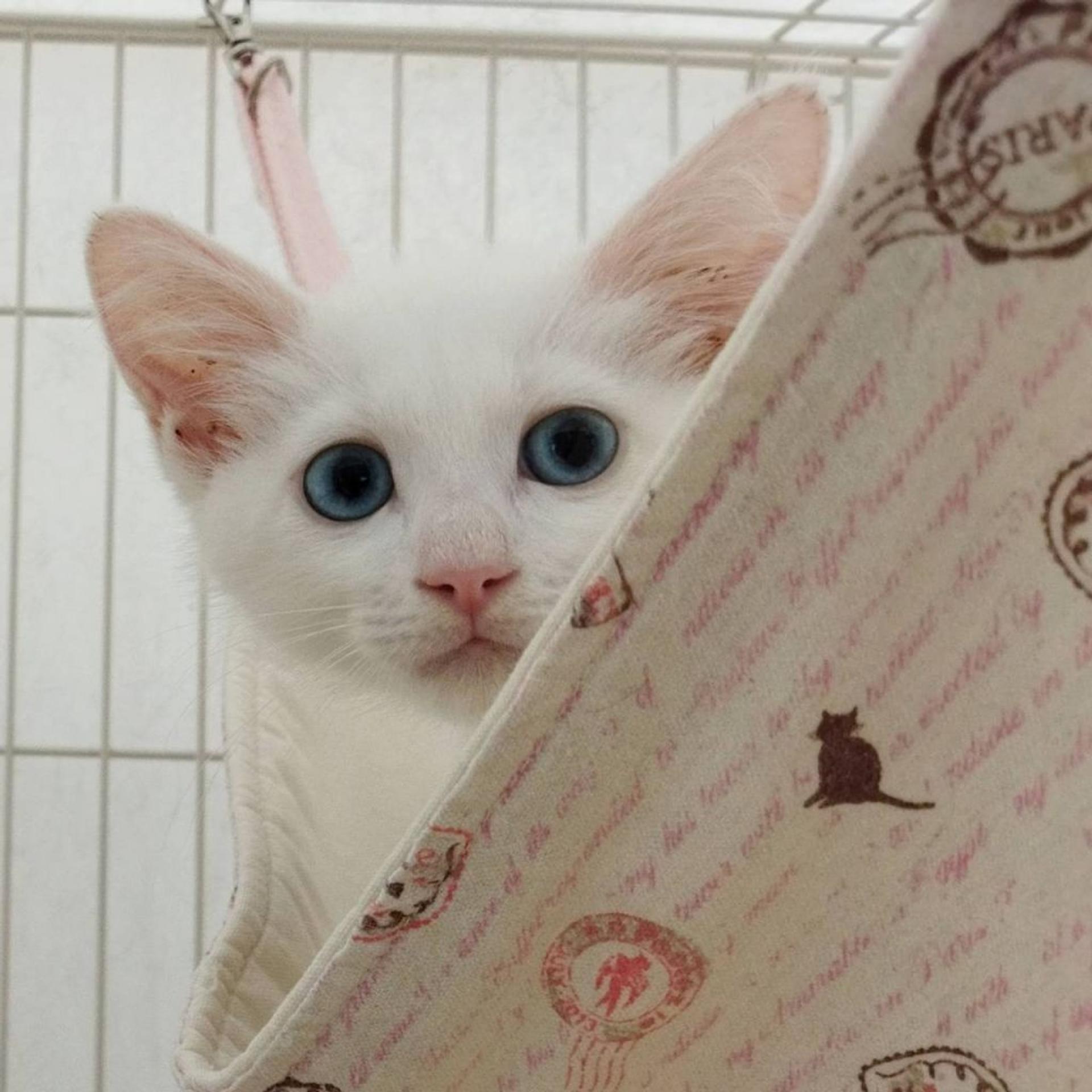 pet-image-7
