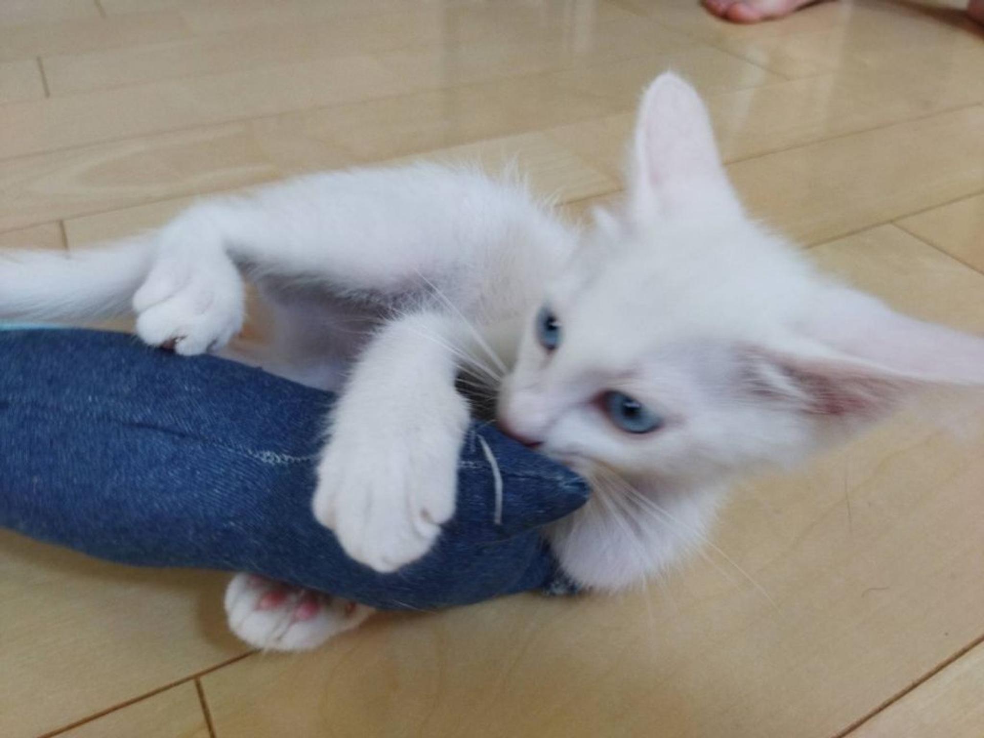 pet-image-9