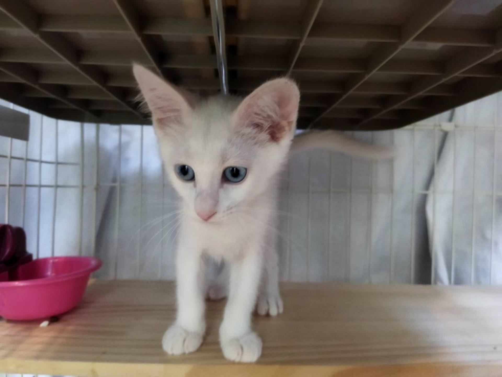 pet-image-10