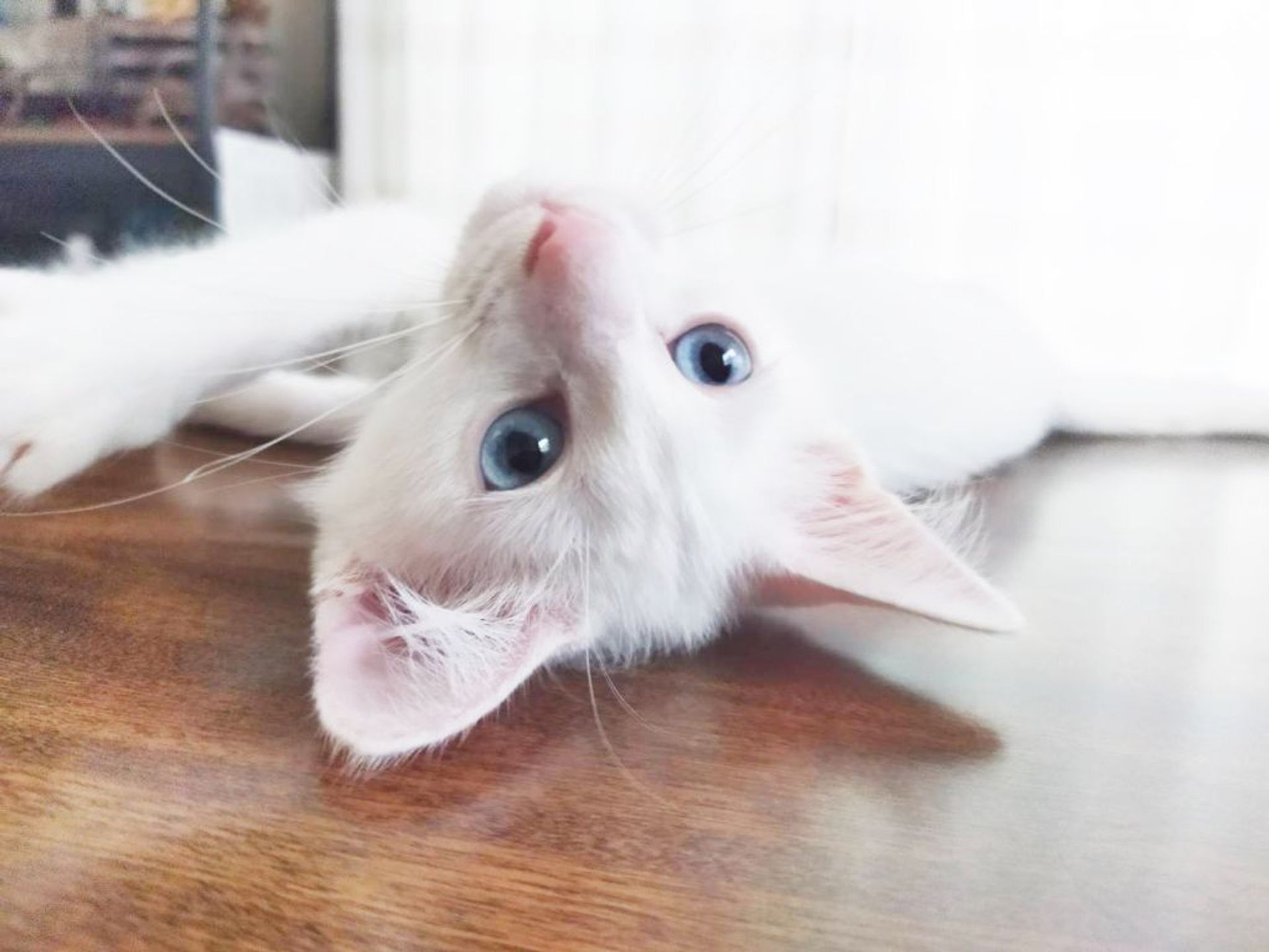 雑種（ミックス猫）・オスの里親募集の写真