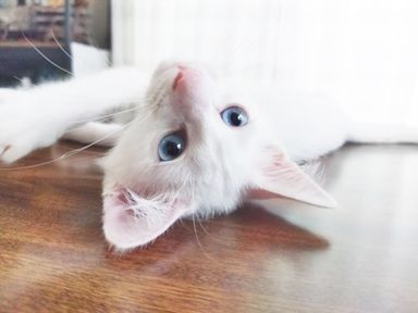 あおの写真
