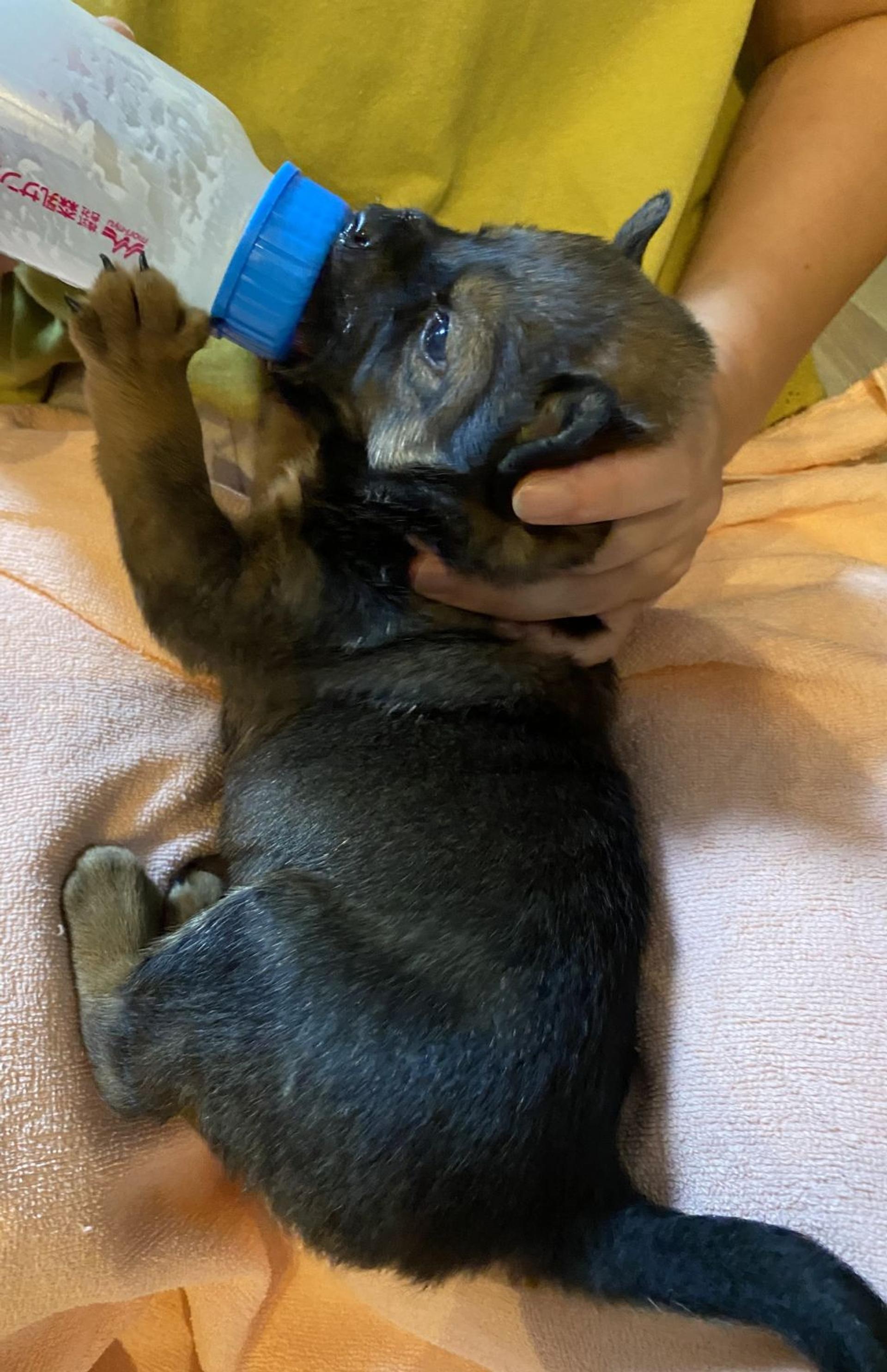 pet-image-2