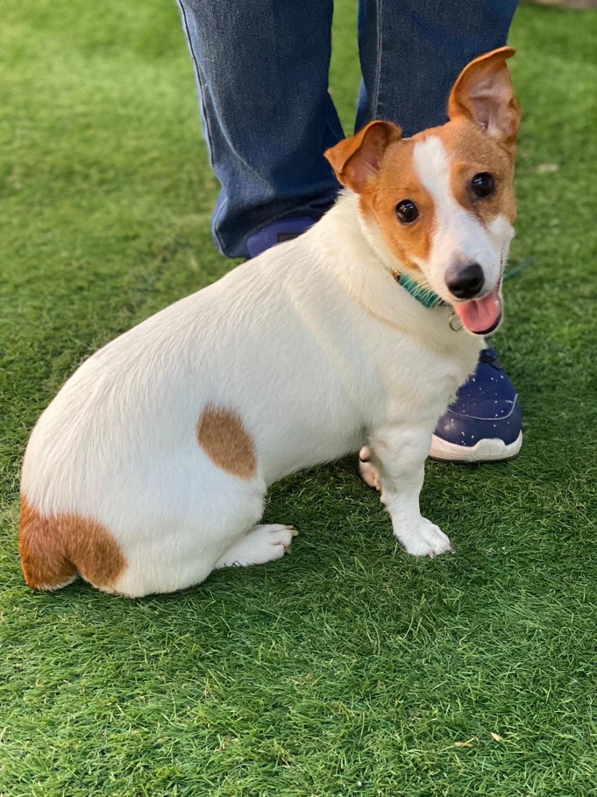 pet-image-2