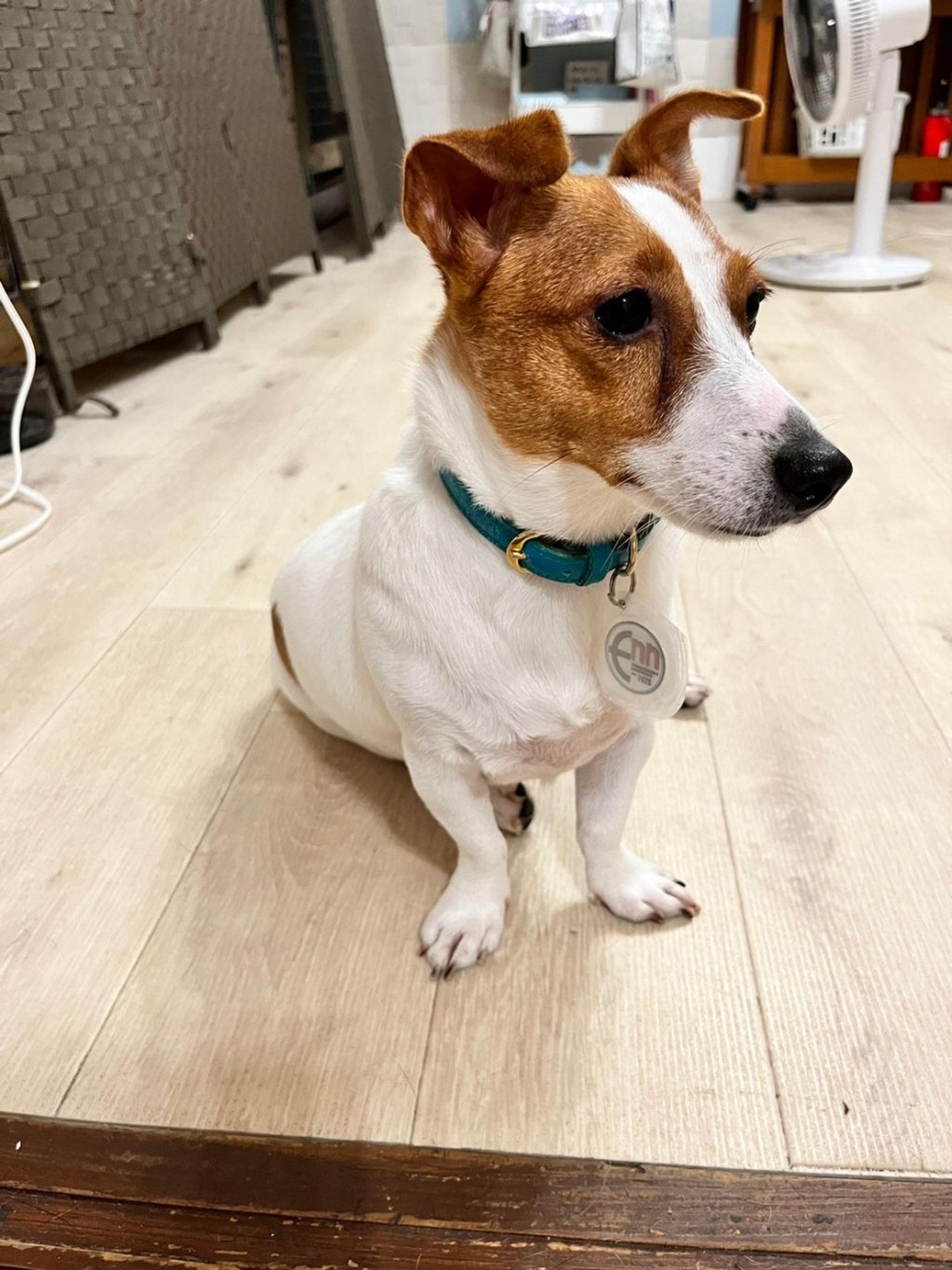 pet-image-8