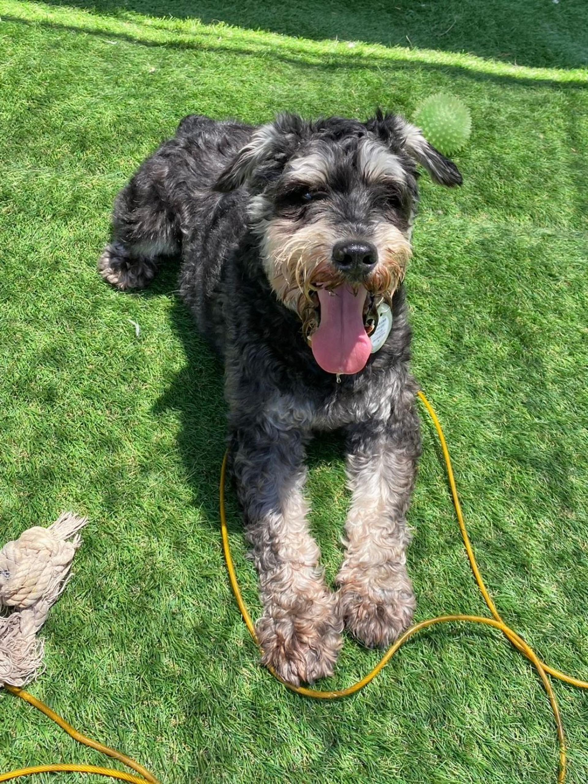 pet-image-7