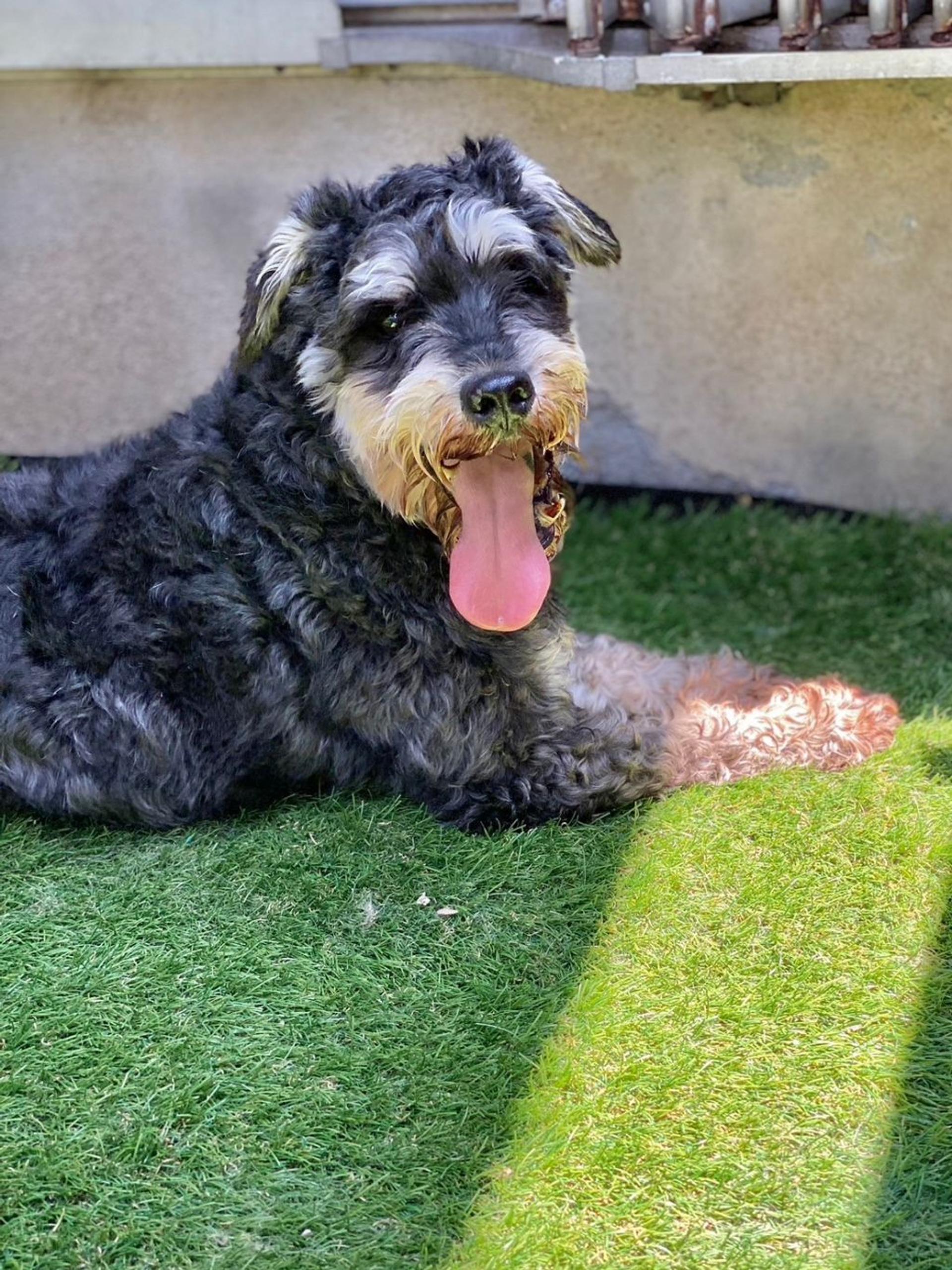 pet-image-9