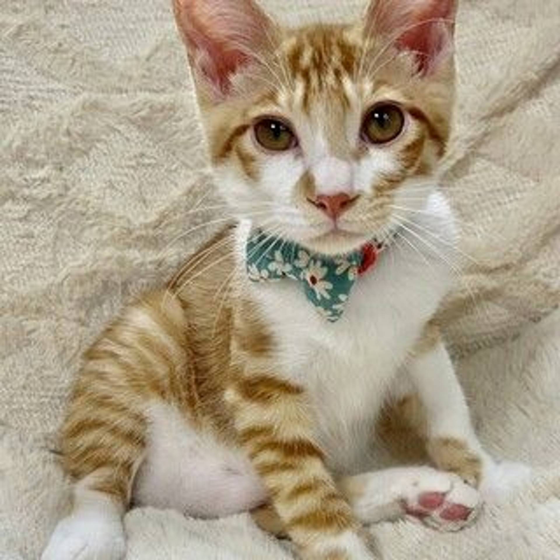雑種（ミックス猫）・オスの里親募集の写真