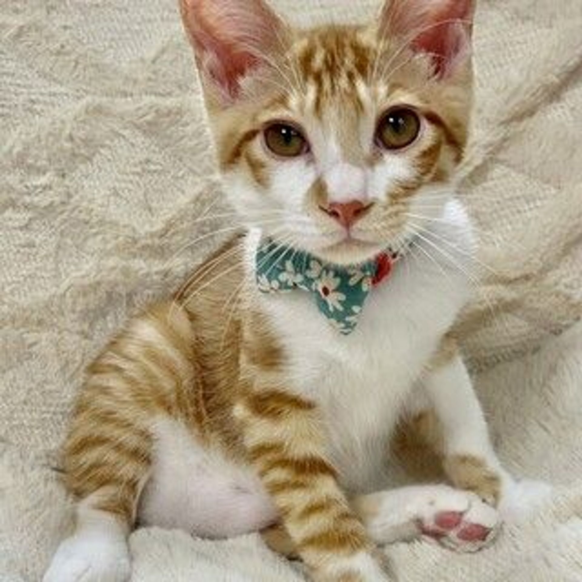 雑種（ミックス猫）・オスの里親募集の写真