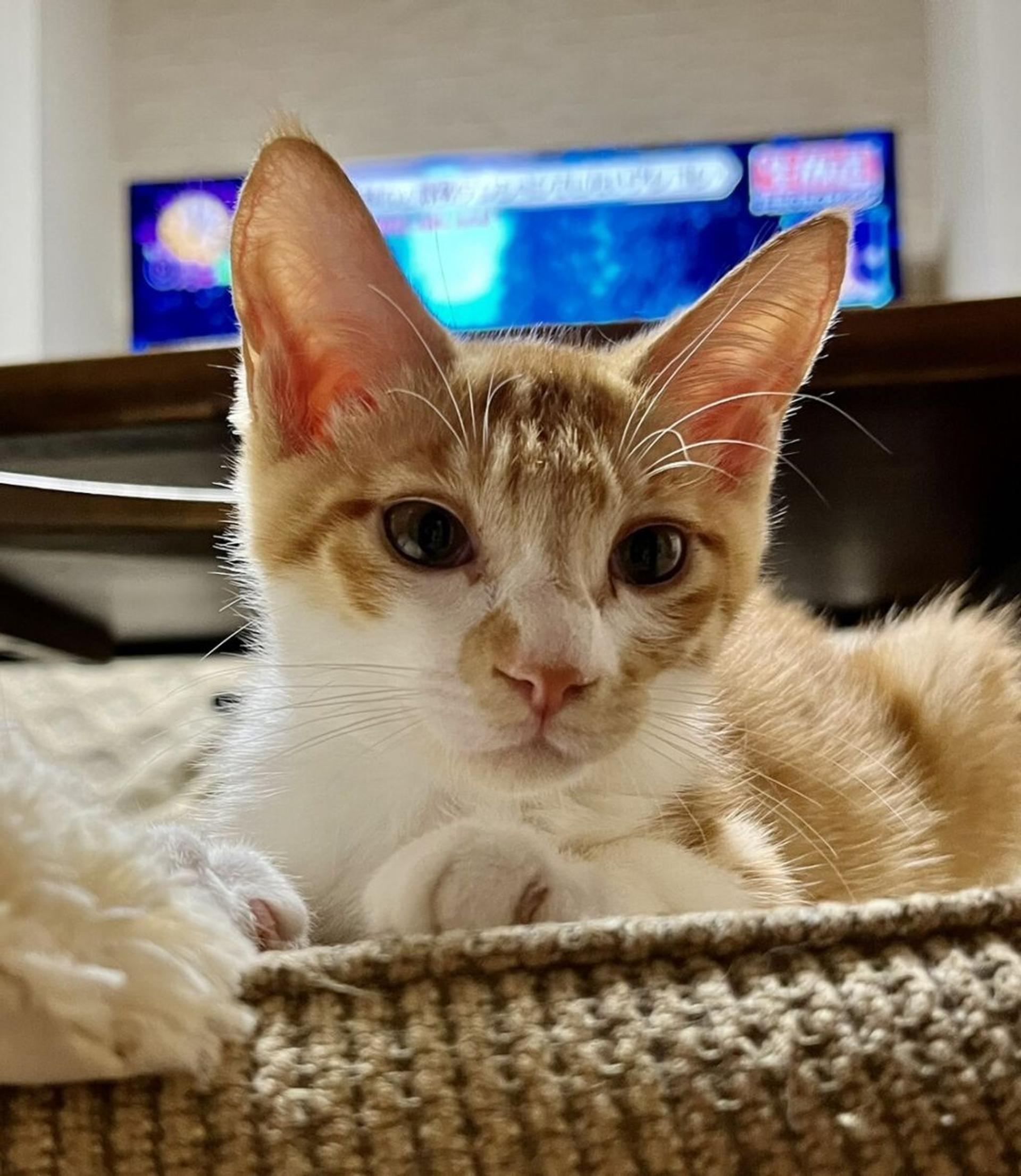 pet-image-2