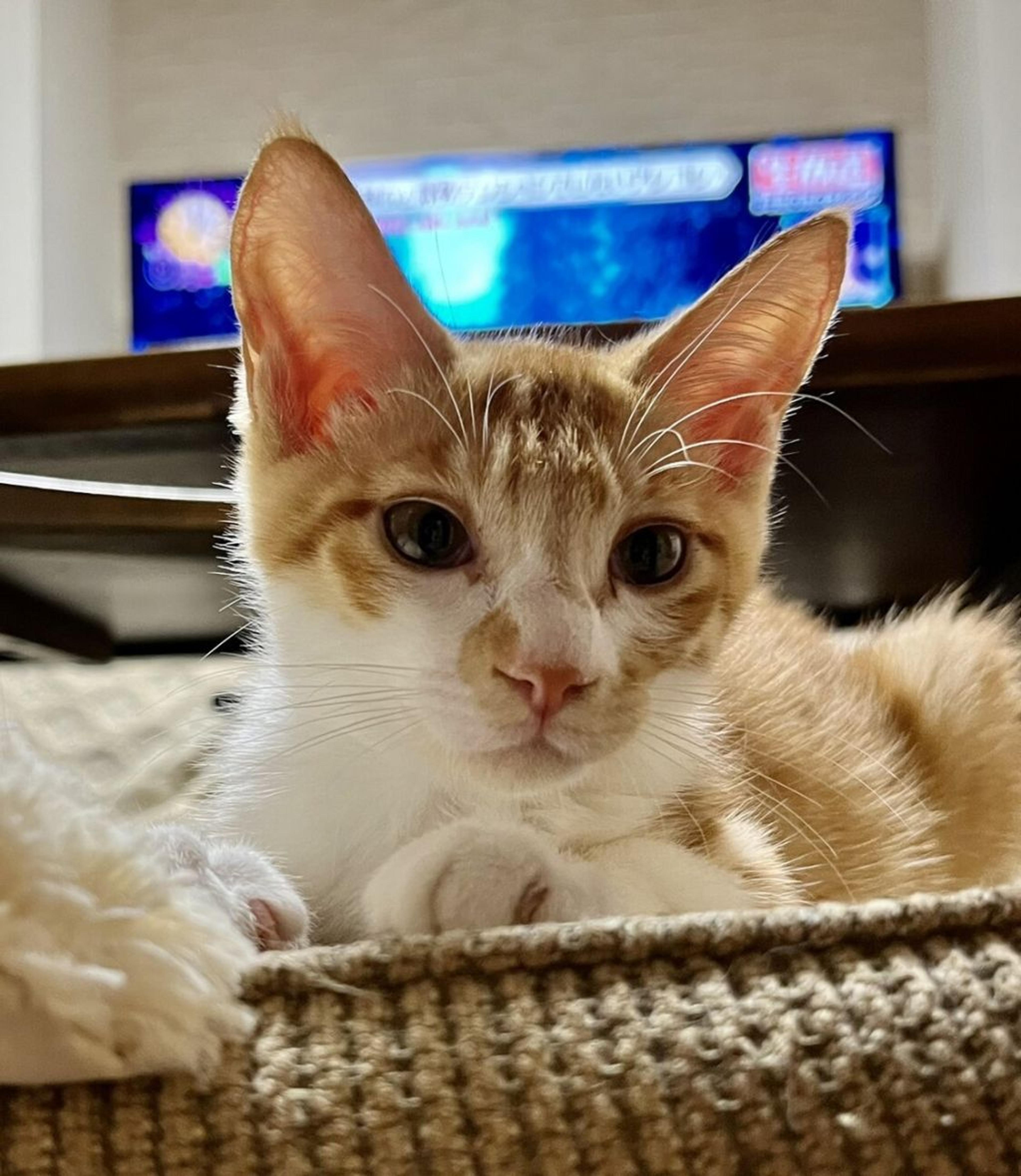 pet-image-2