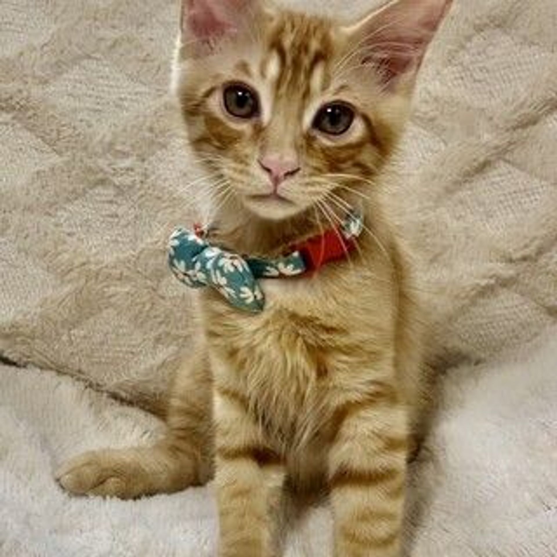 雑種（ミックス猫）・オスの里親募集の写真