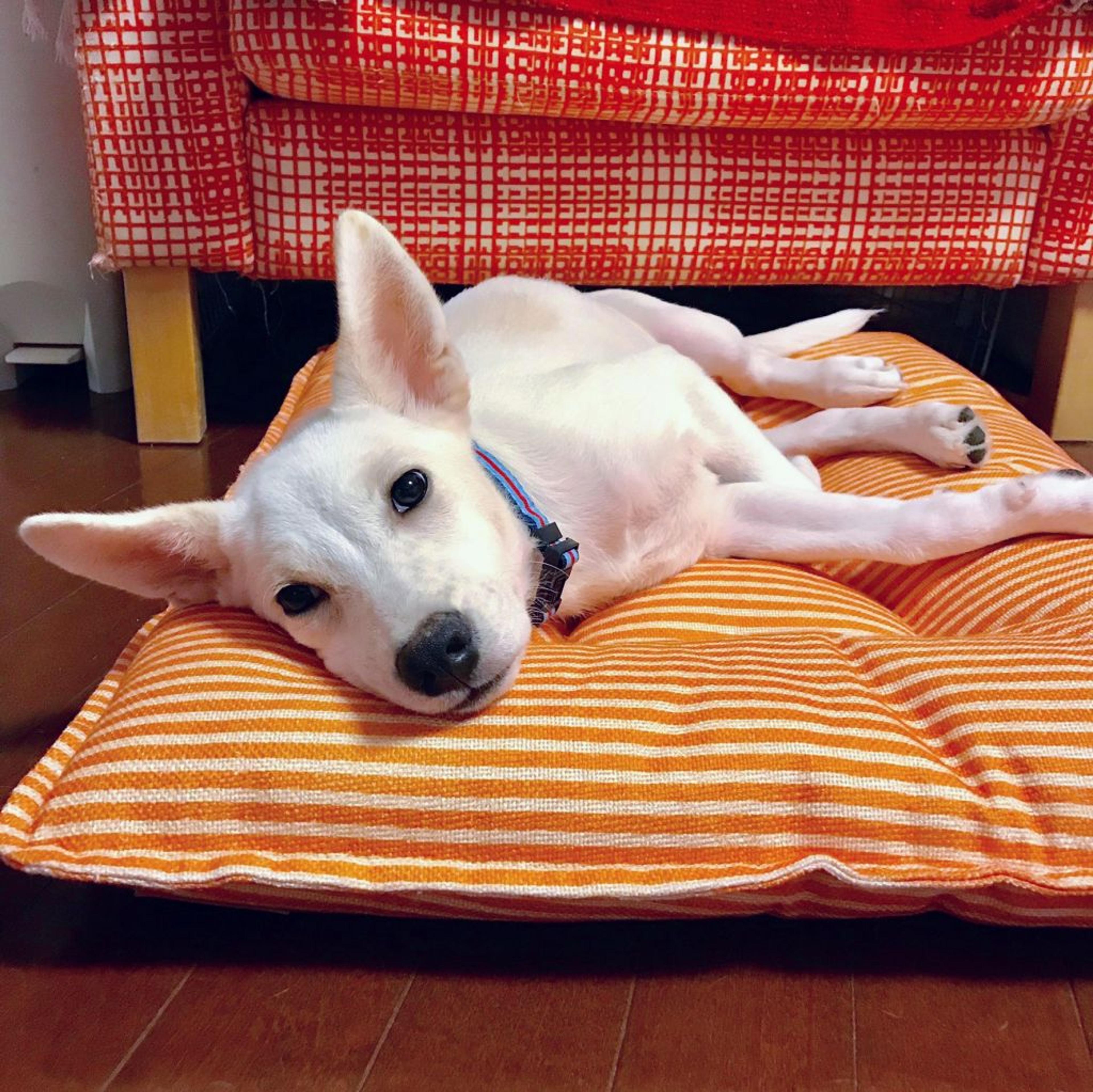 pet-image-3
