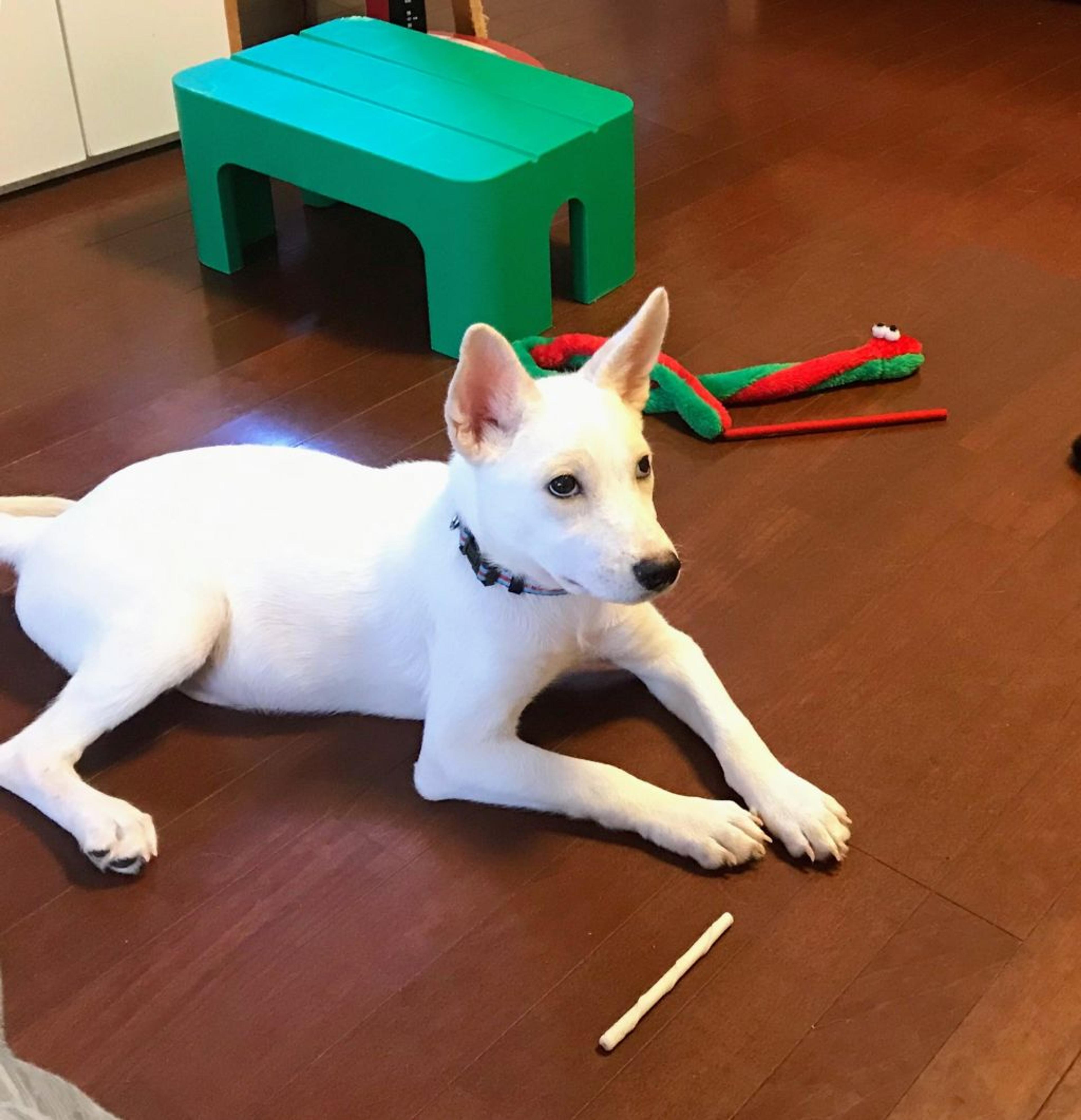 pet-image-6