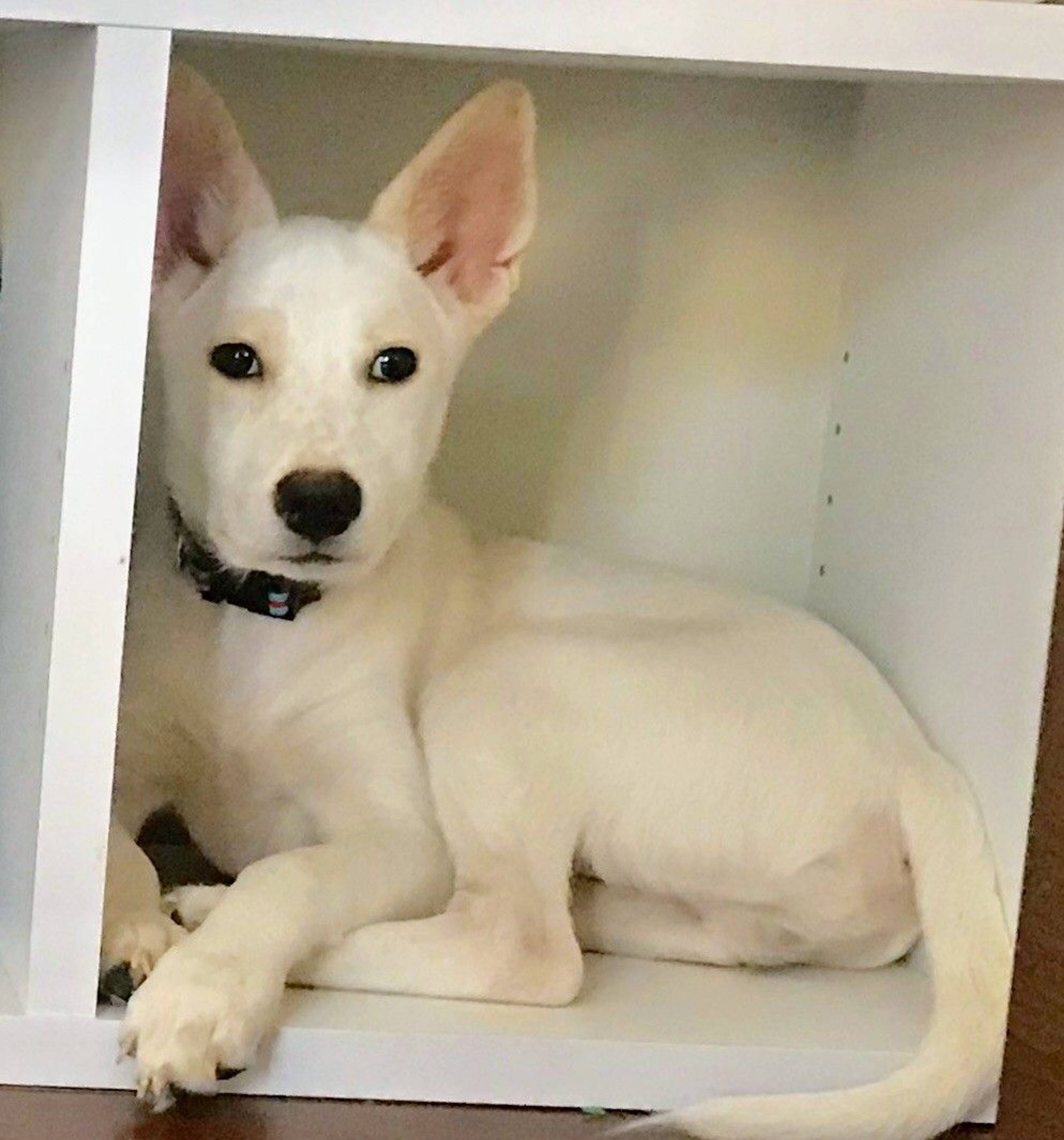 雑種（ミックス犬）・オスの里親募集の写真