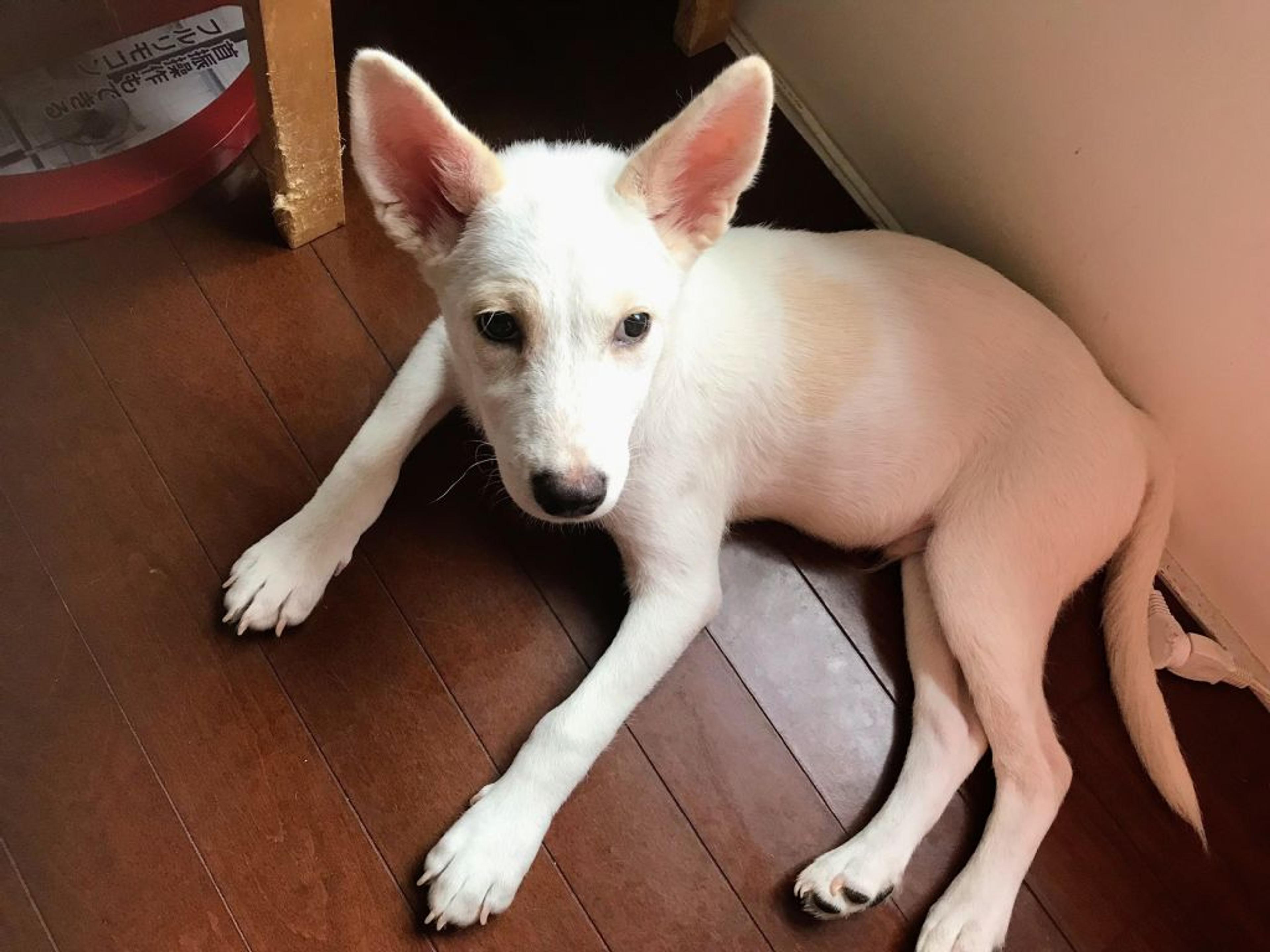 pet-image-2
