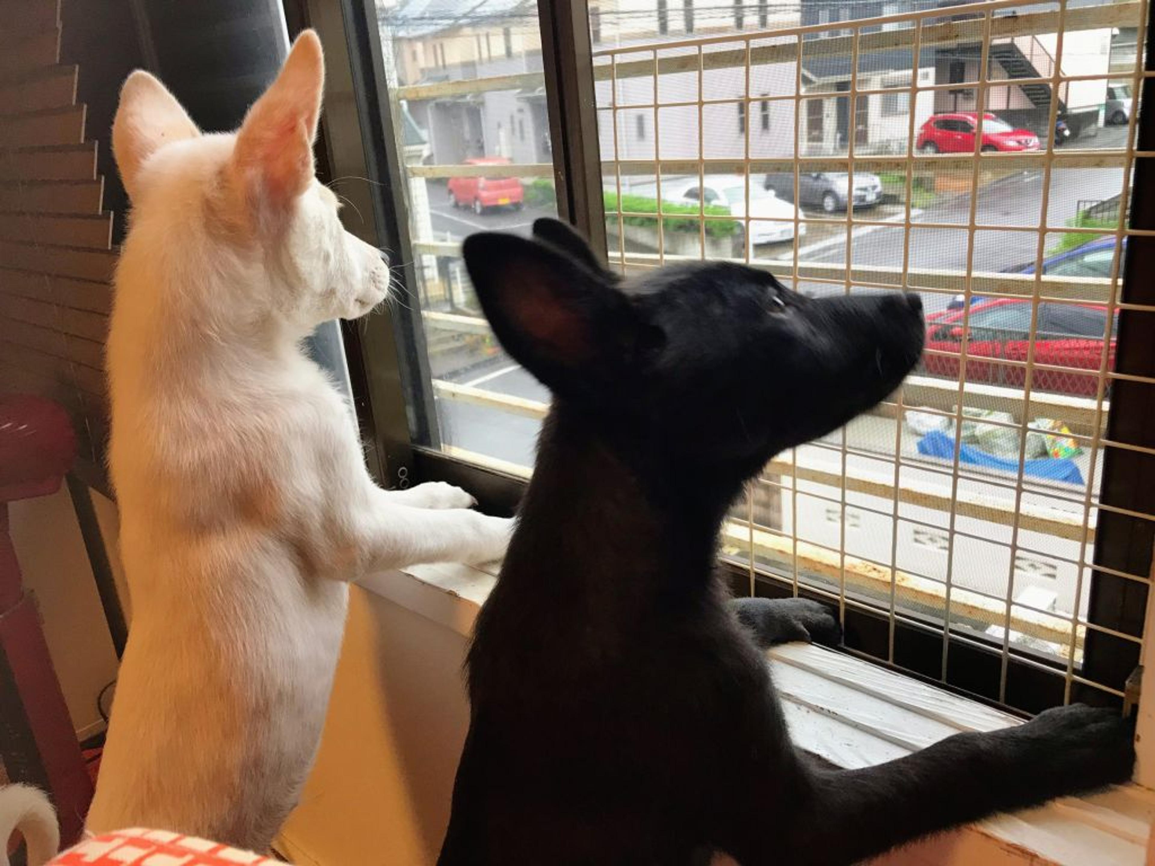 pet-image-7