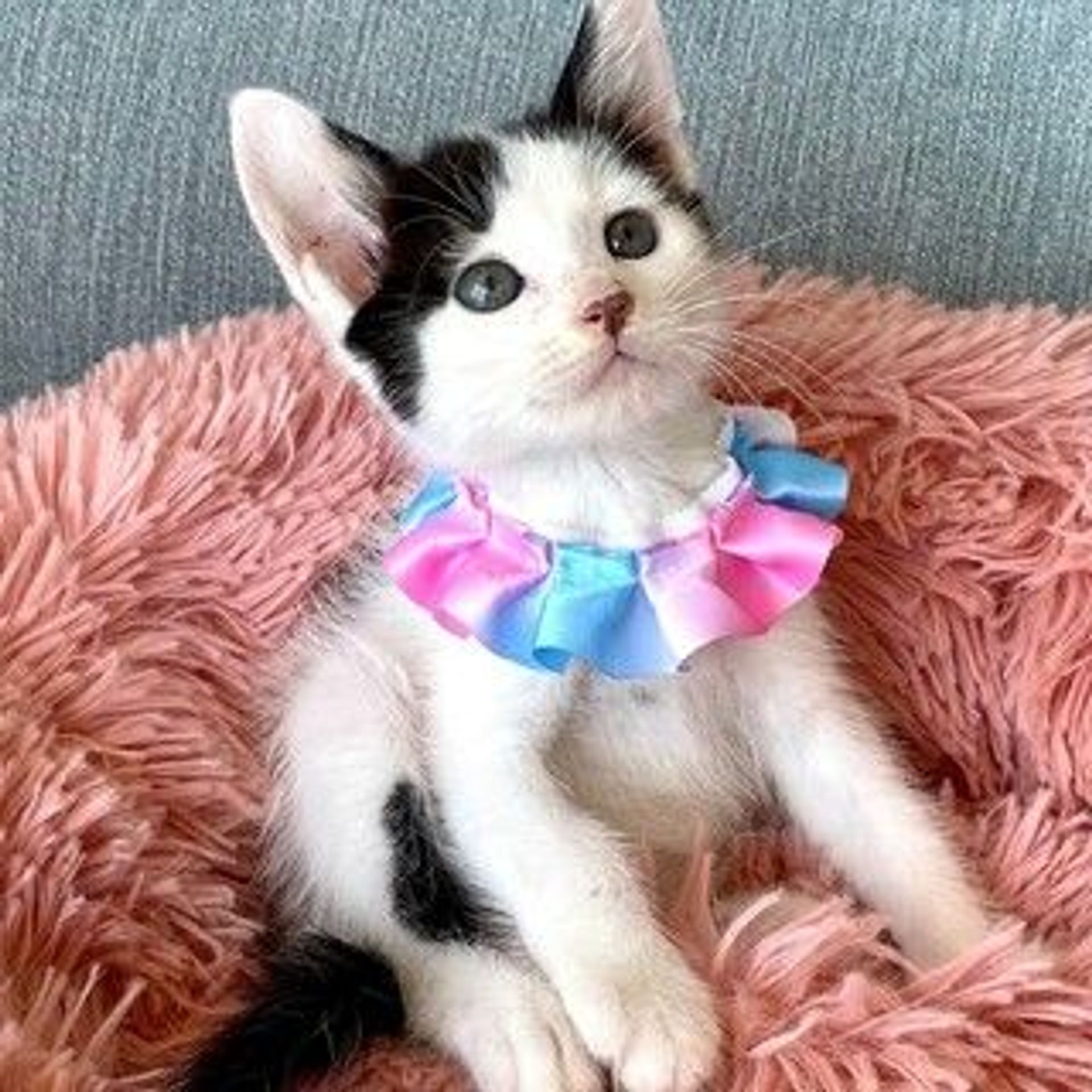 雑種（ミックス猫）・オスの里親募集の写真