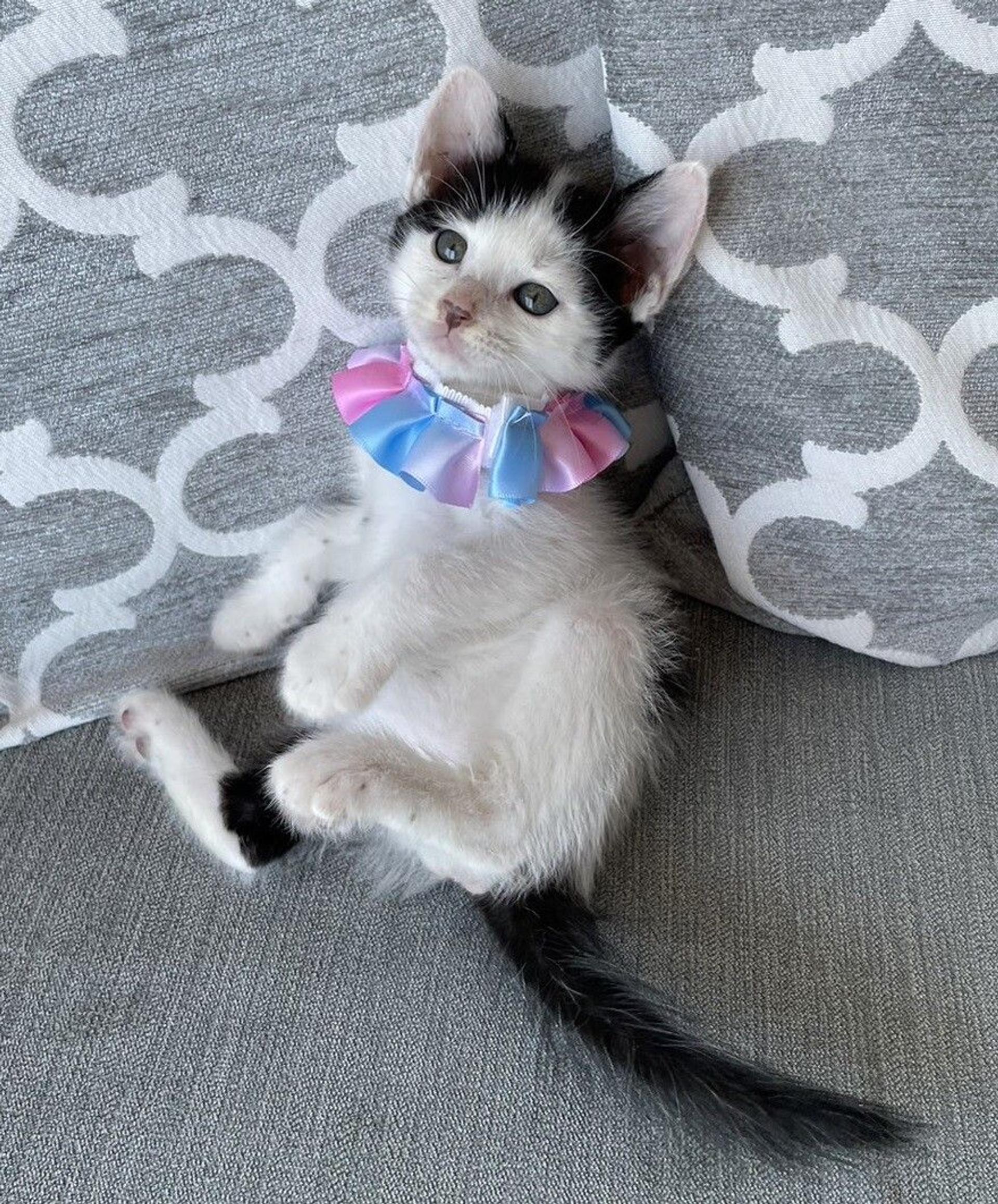 pet-image-3