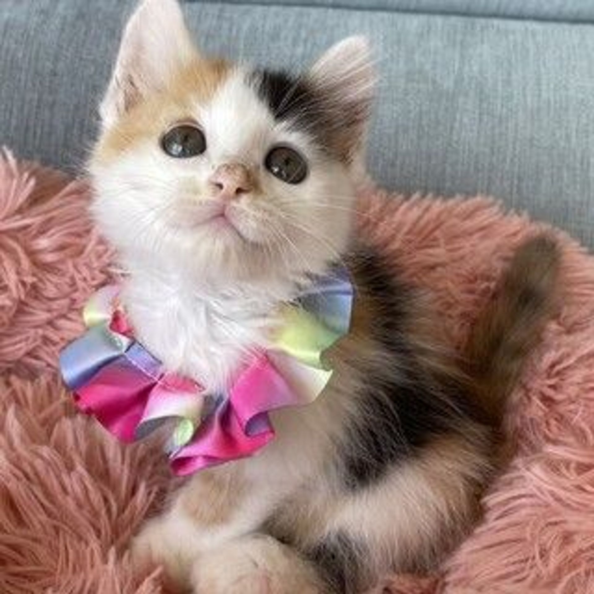 日本猫・メスの里親募集の写真