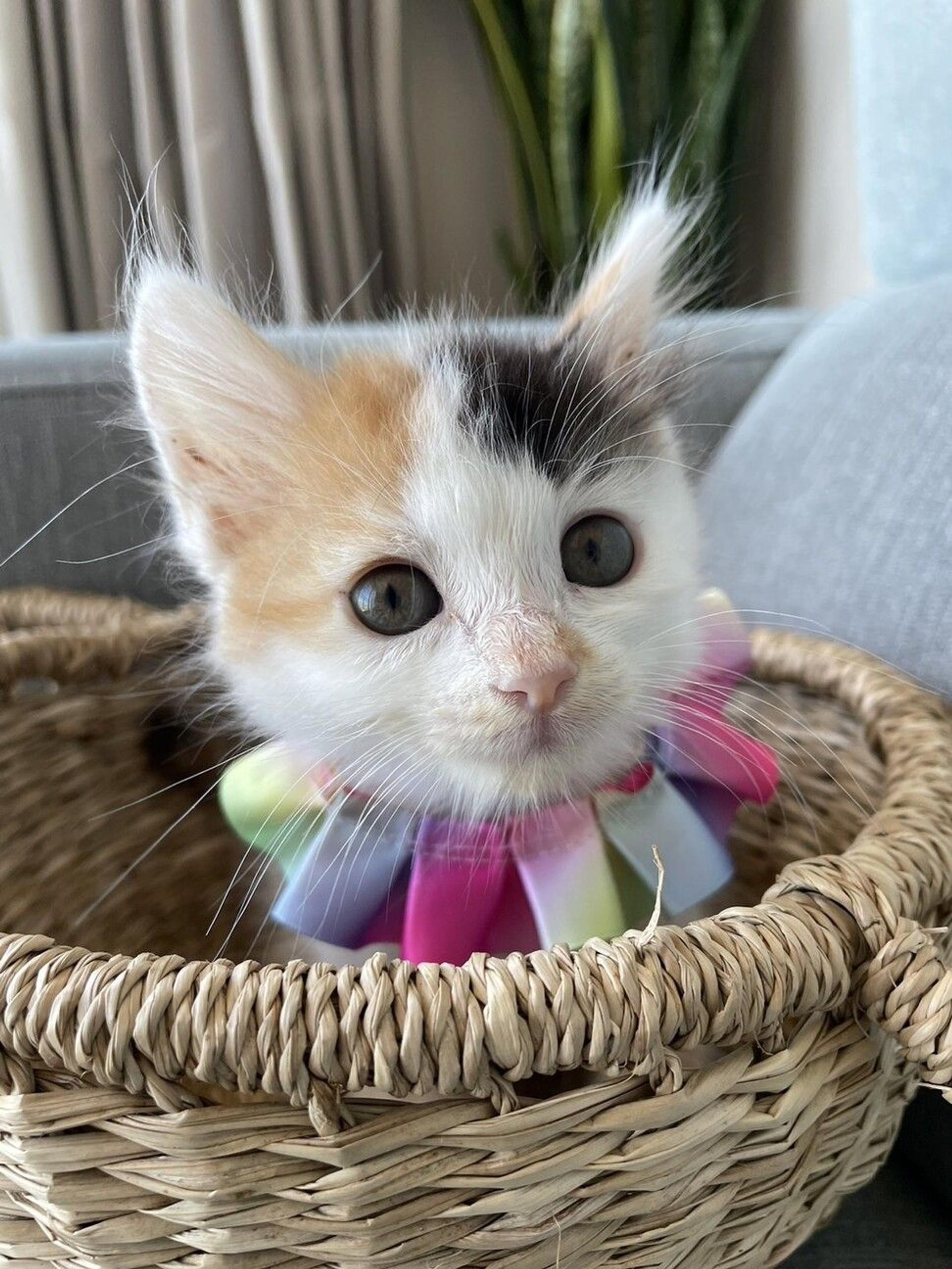 pet-image-5