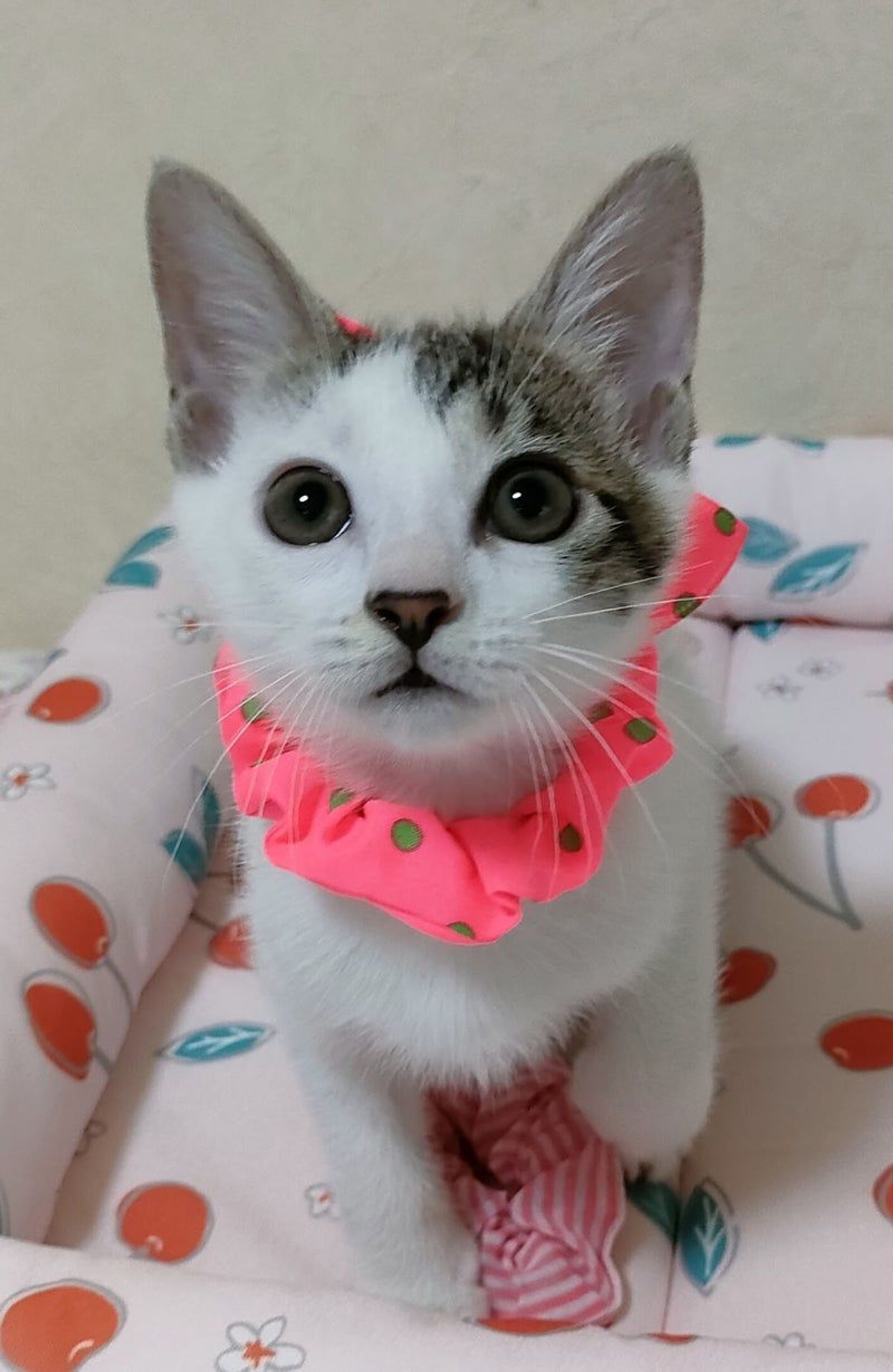 雑種（ミックス猫）・メスの里親募集の写真