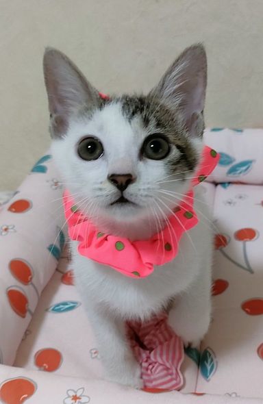 すずちゃん