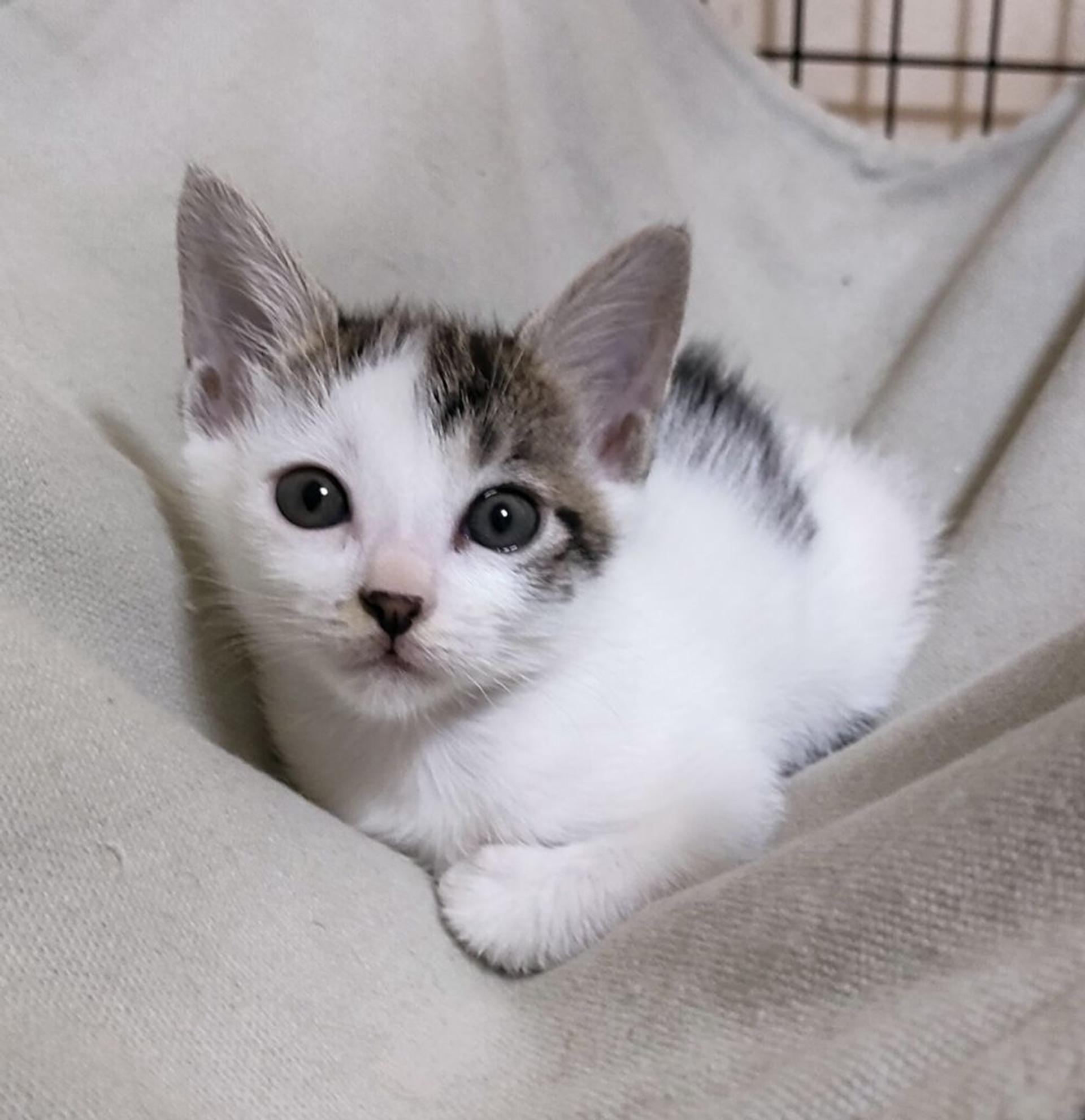 pet-image-2