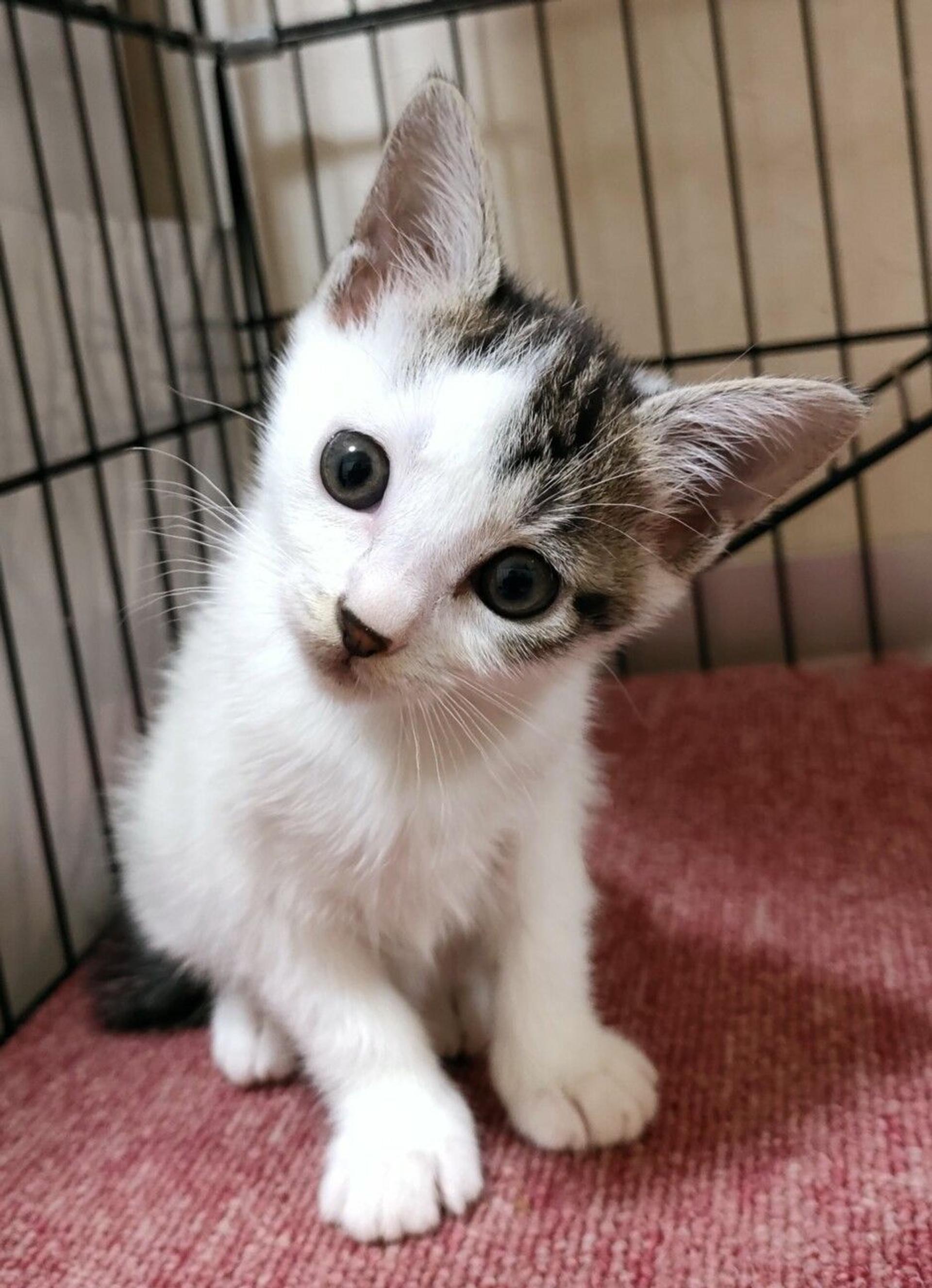 pet-image-3